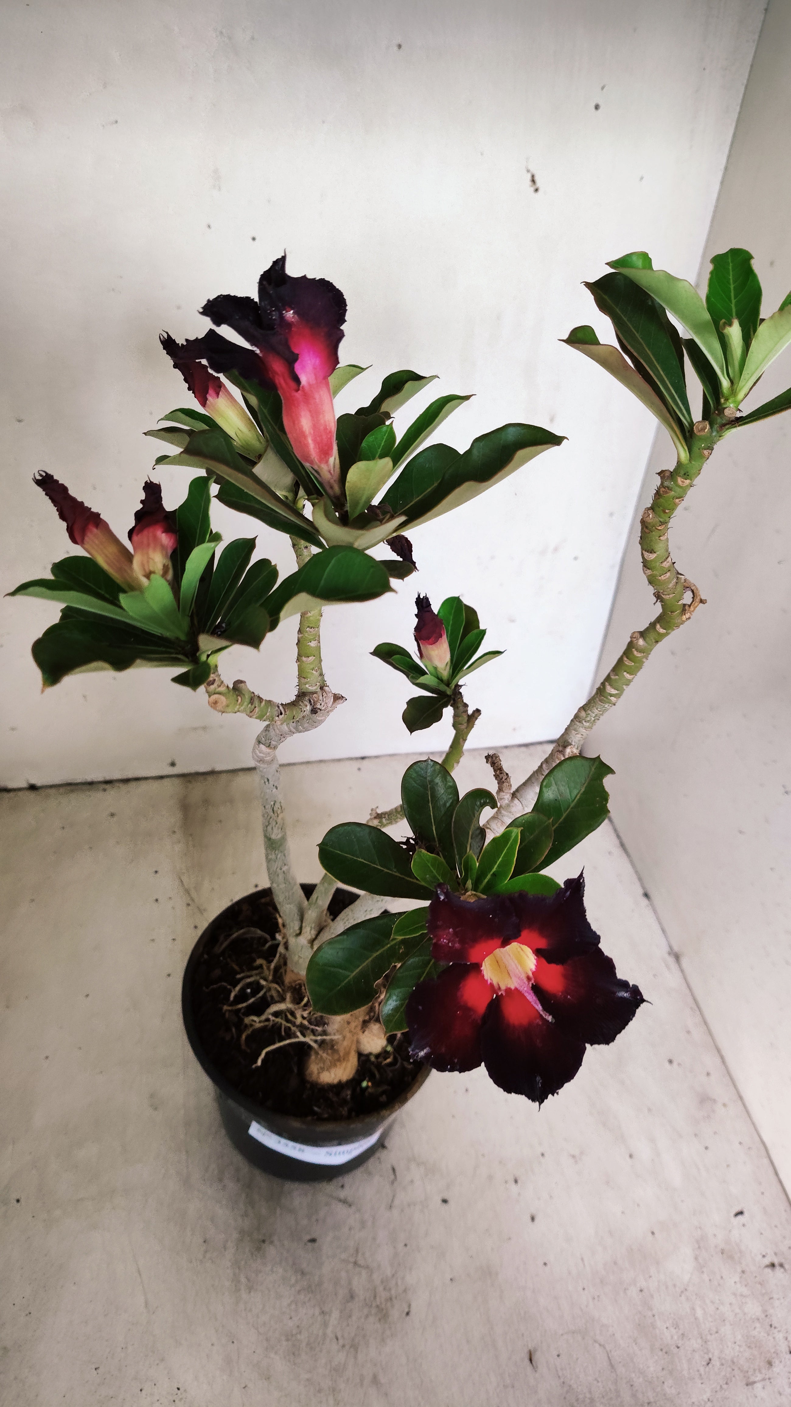 Planta Simples 3558 – 35cm – 03 anos
