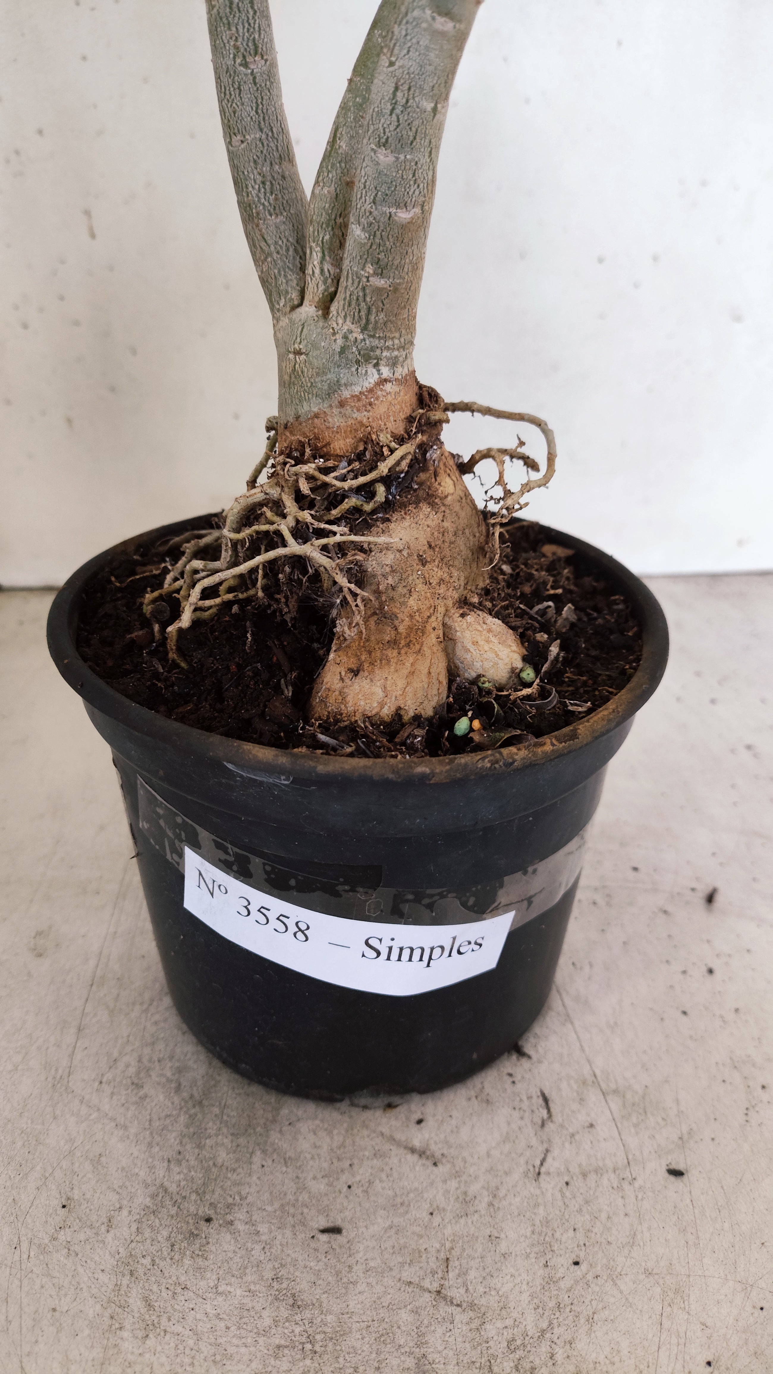 Planta Simples 3558 – 35cm – 03 anos