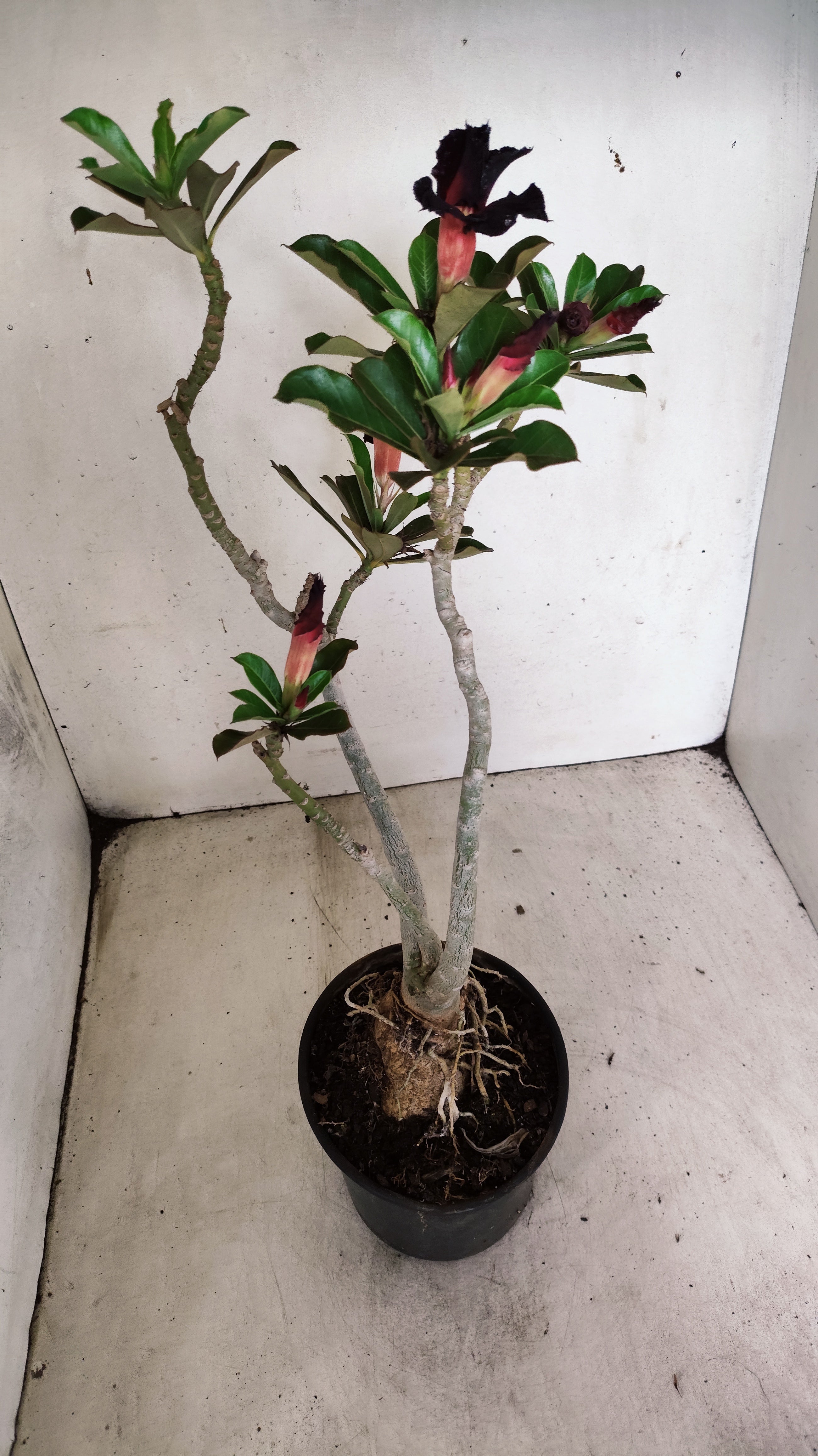 Planta Simples 3558 – 35cm – 03 anos