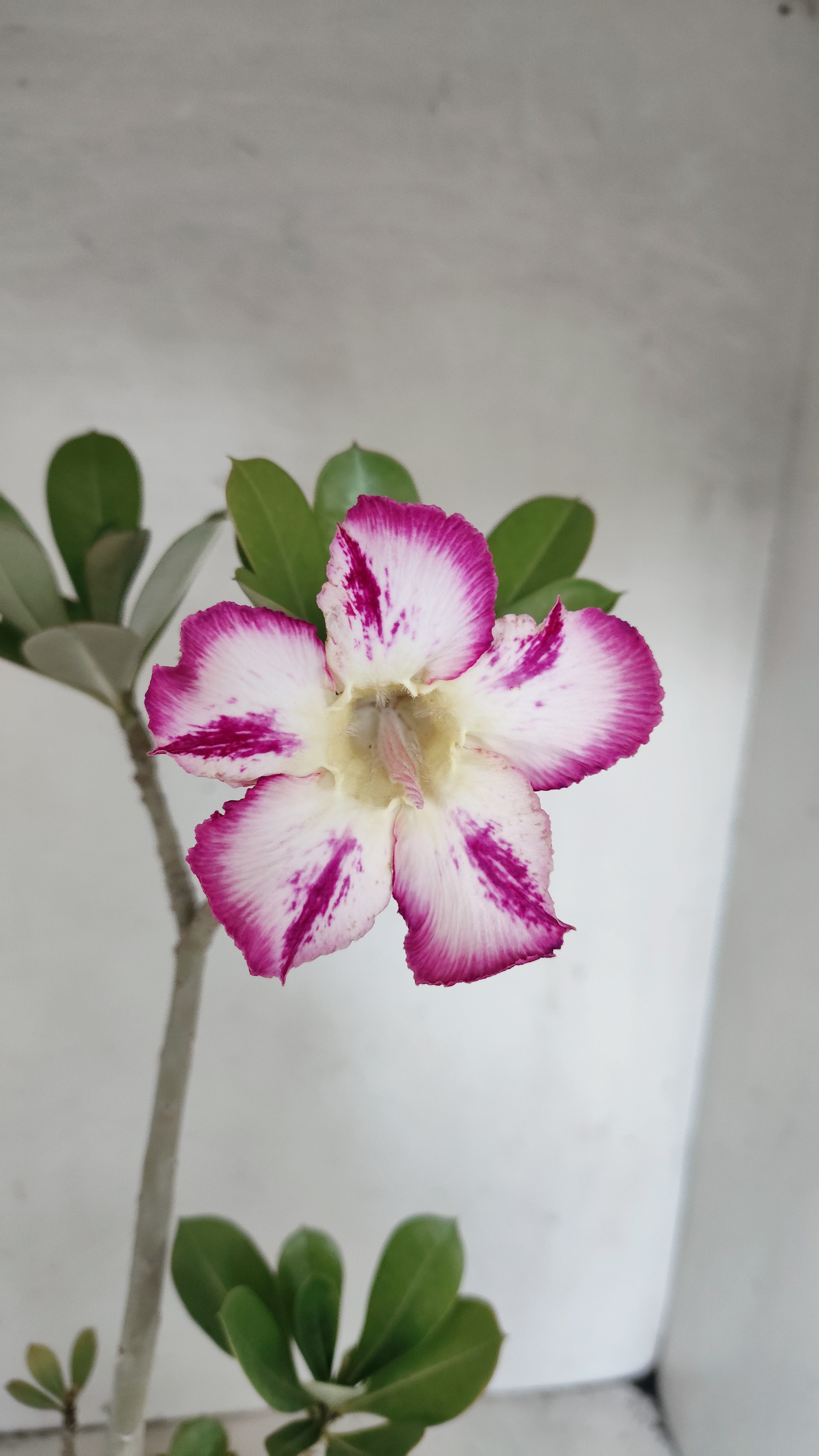 Planta Simples 3559 – 35cm – 03 anos