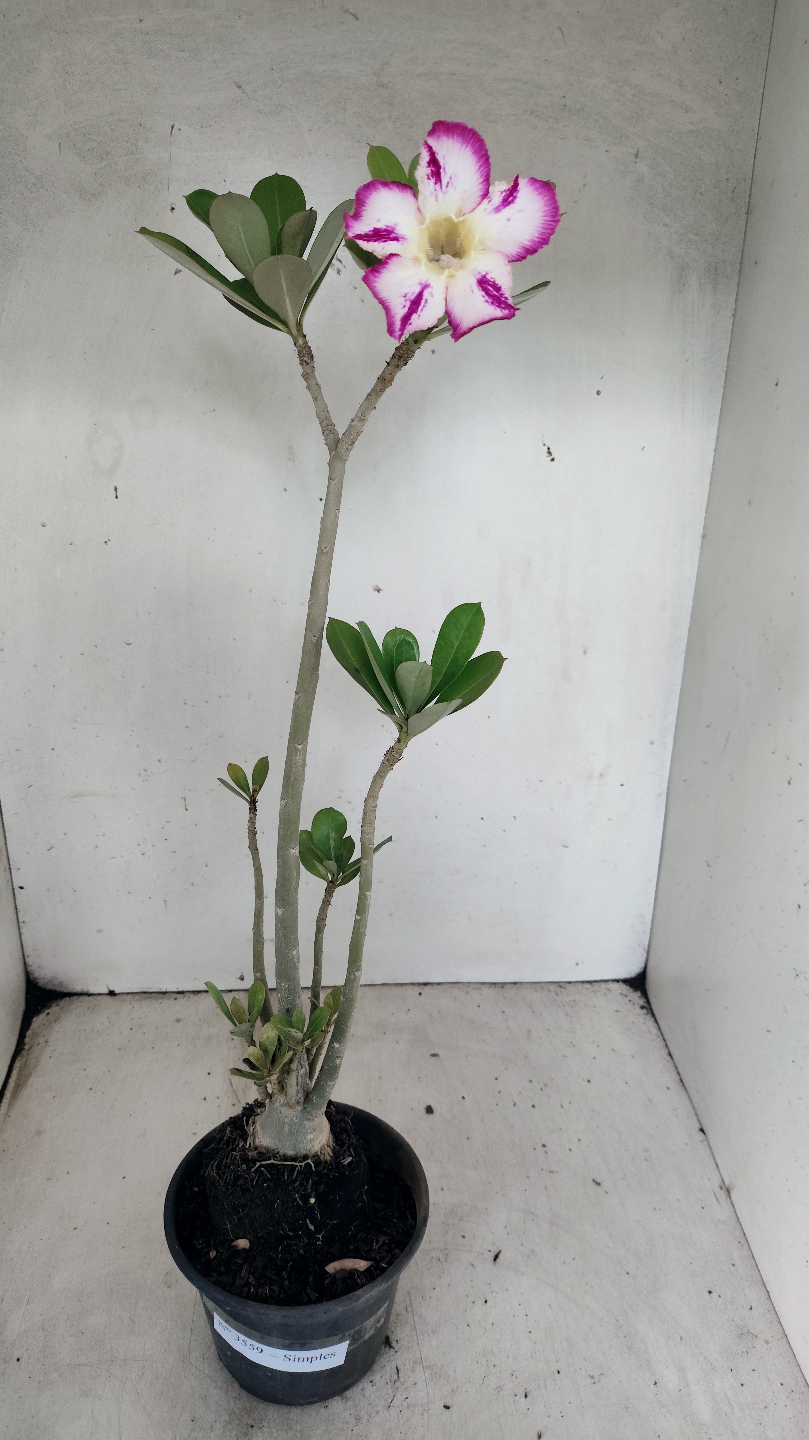 Planta Simples 3559 – 35cm – 03 anos