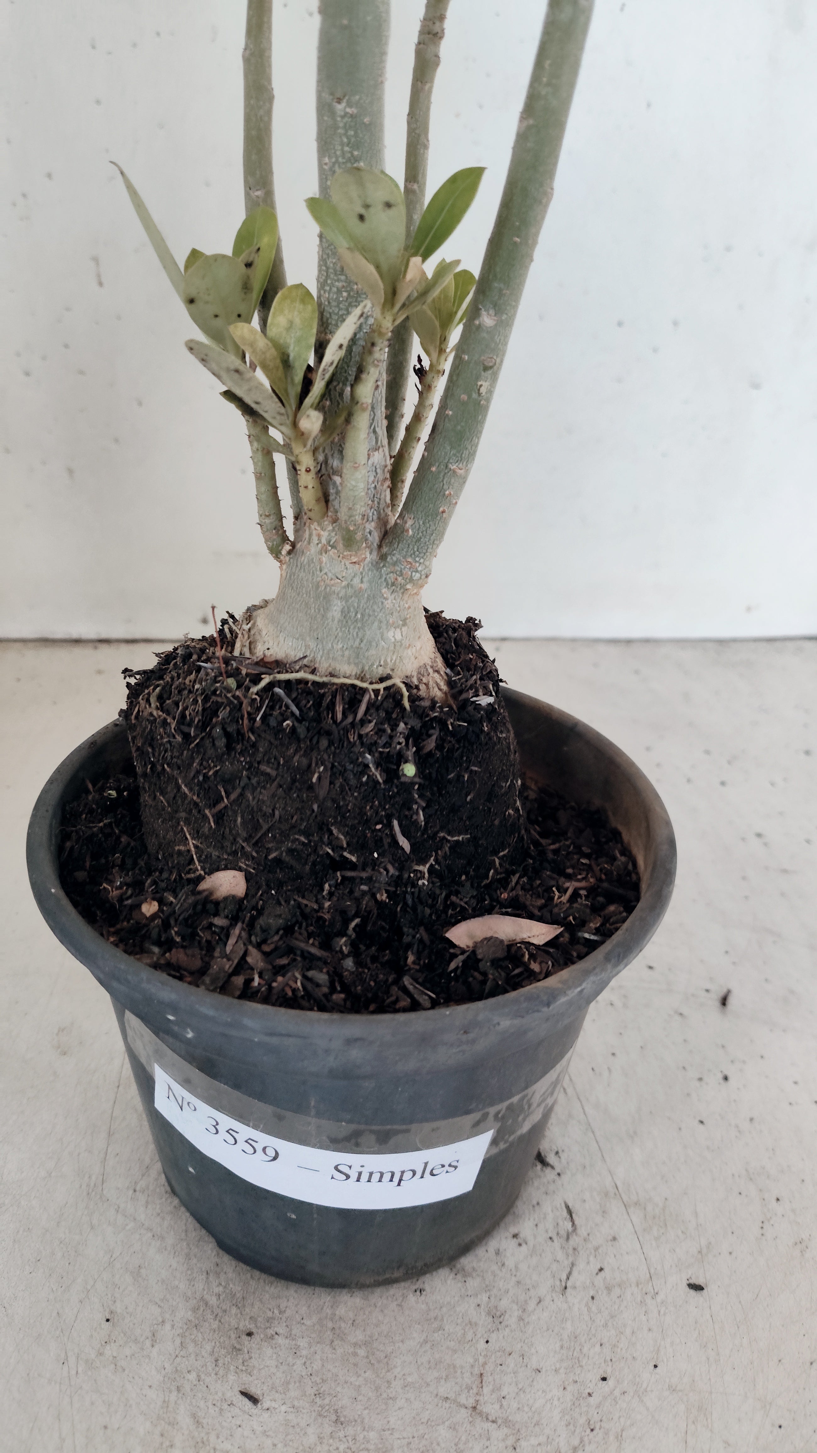Planta Simples 3559 – 35cm – 03 anos