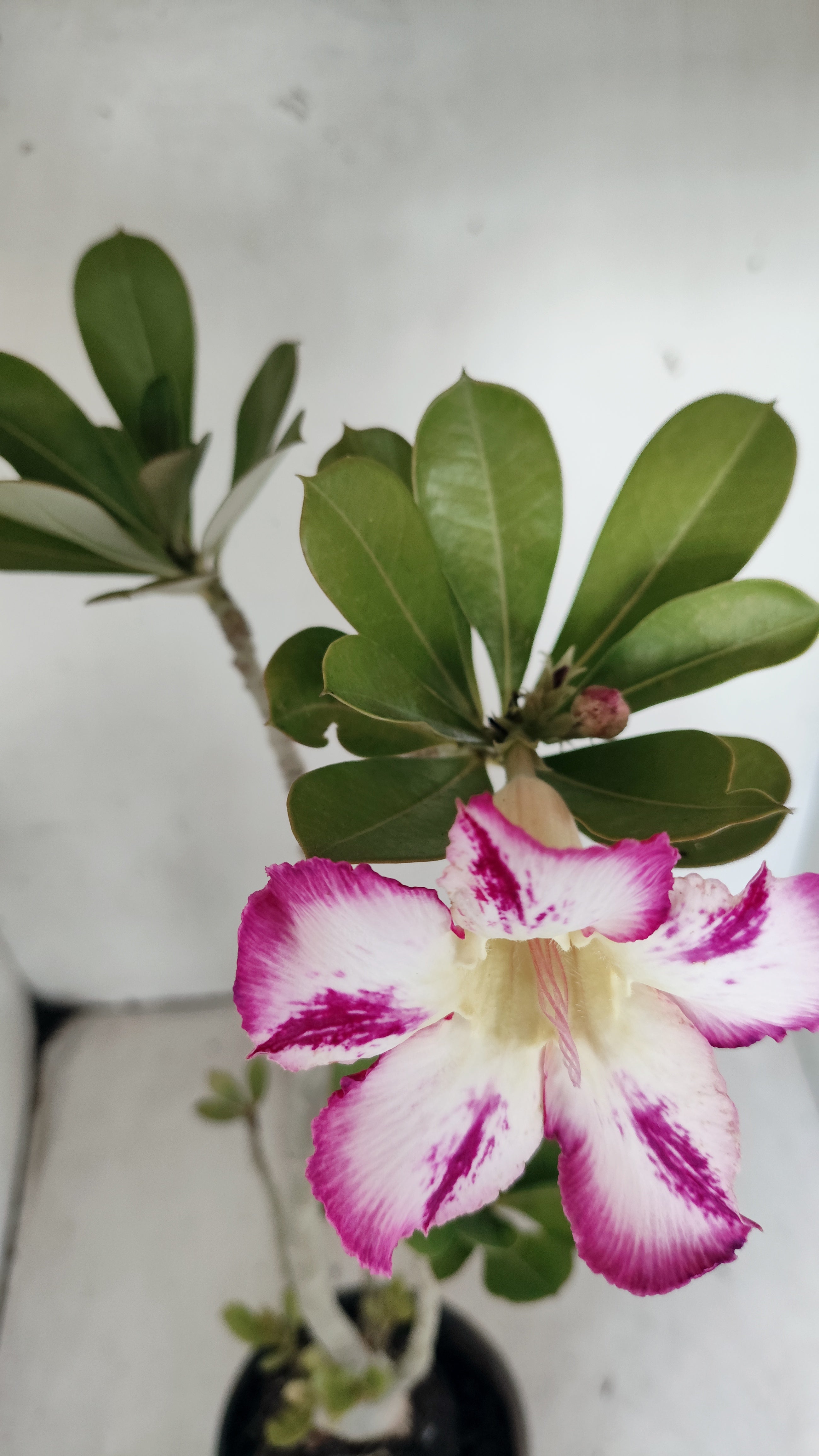 Planta Simples 3559 – 35cm – 03 anos