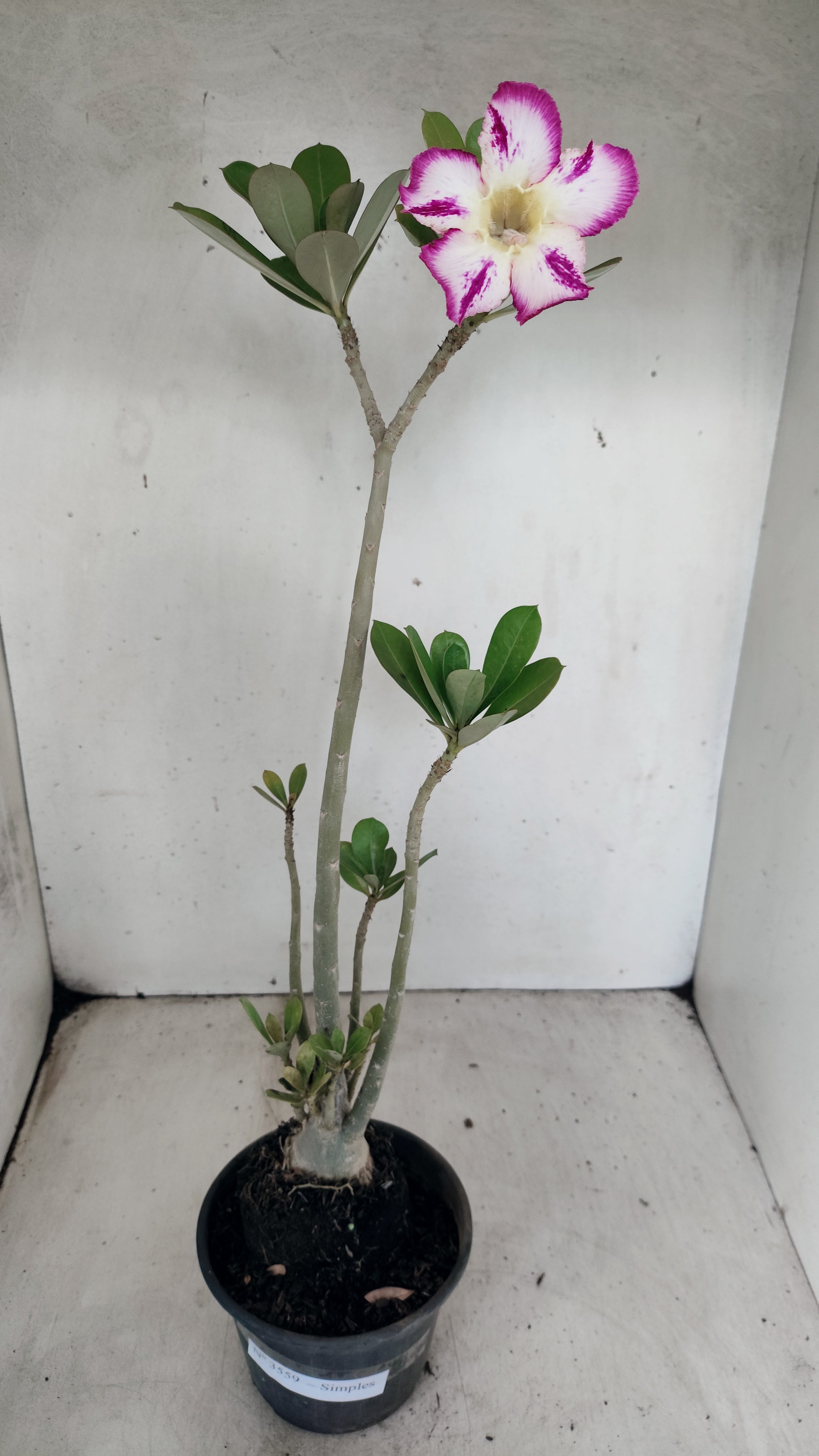 Planta Simples 3559 – 35cm – 03 anos