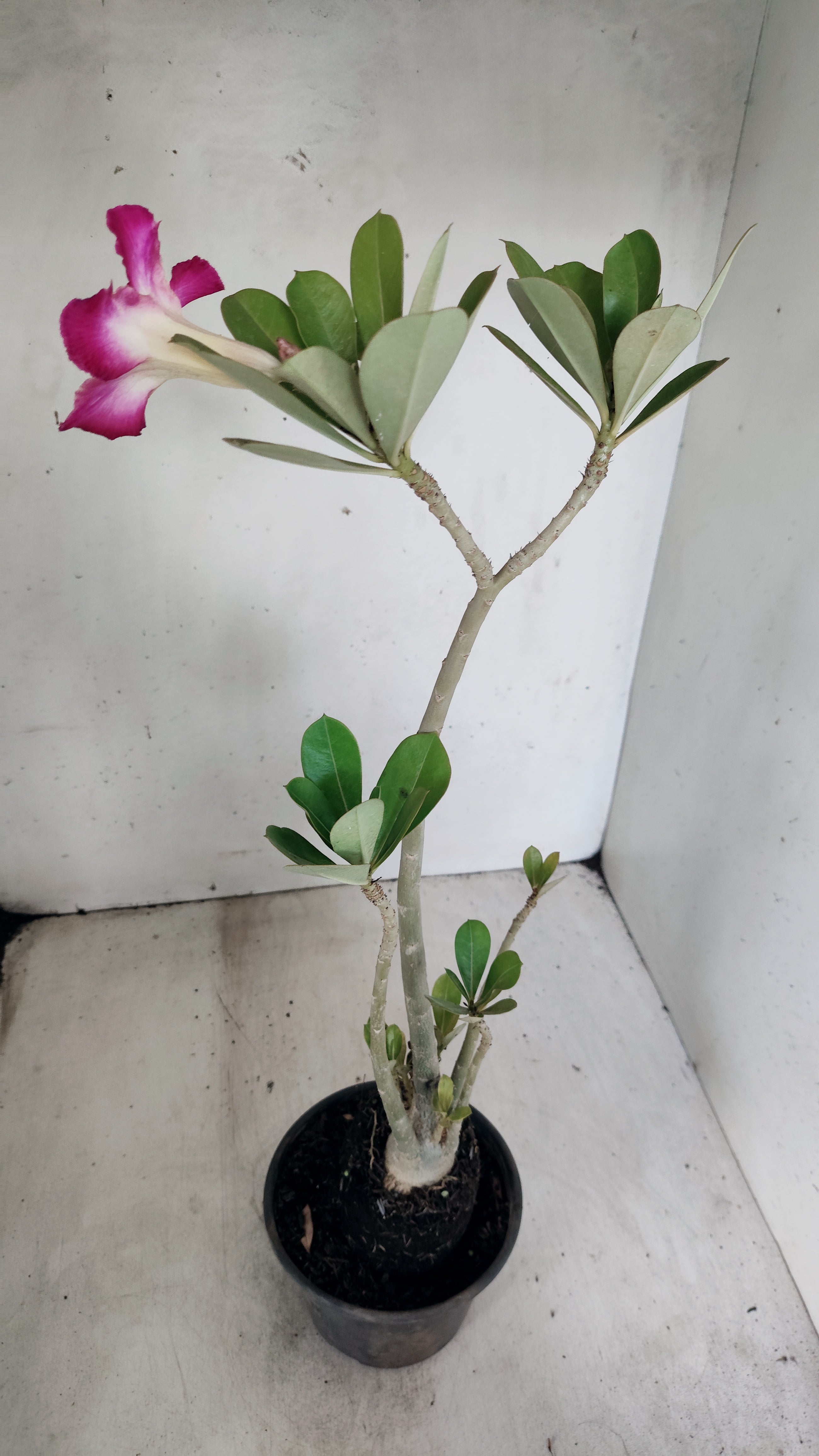 Planta Simples 3559 – 35cm – 03 anos