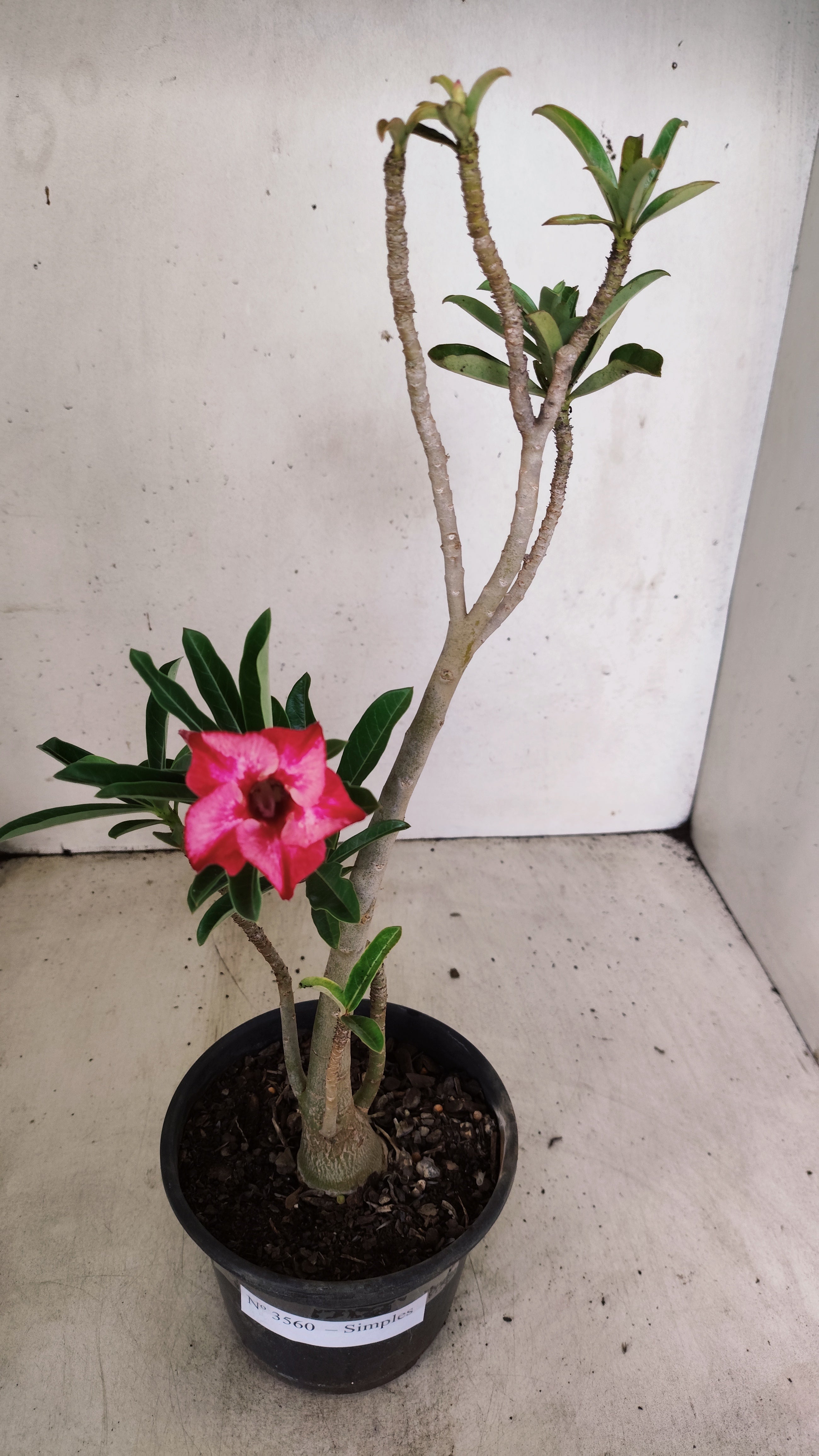Planta Simples 3560 – 30cm – 02 anos