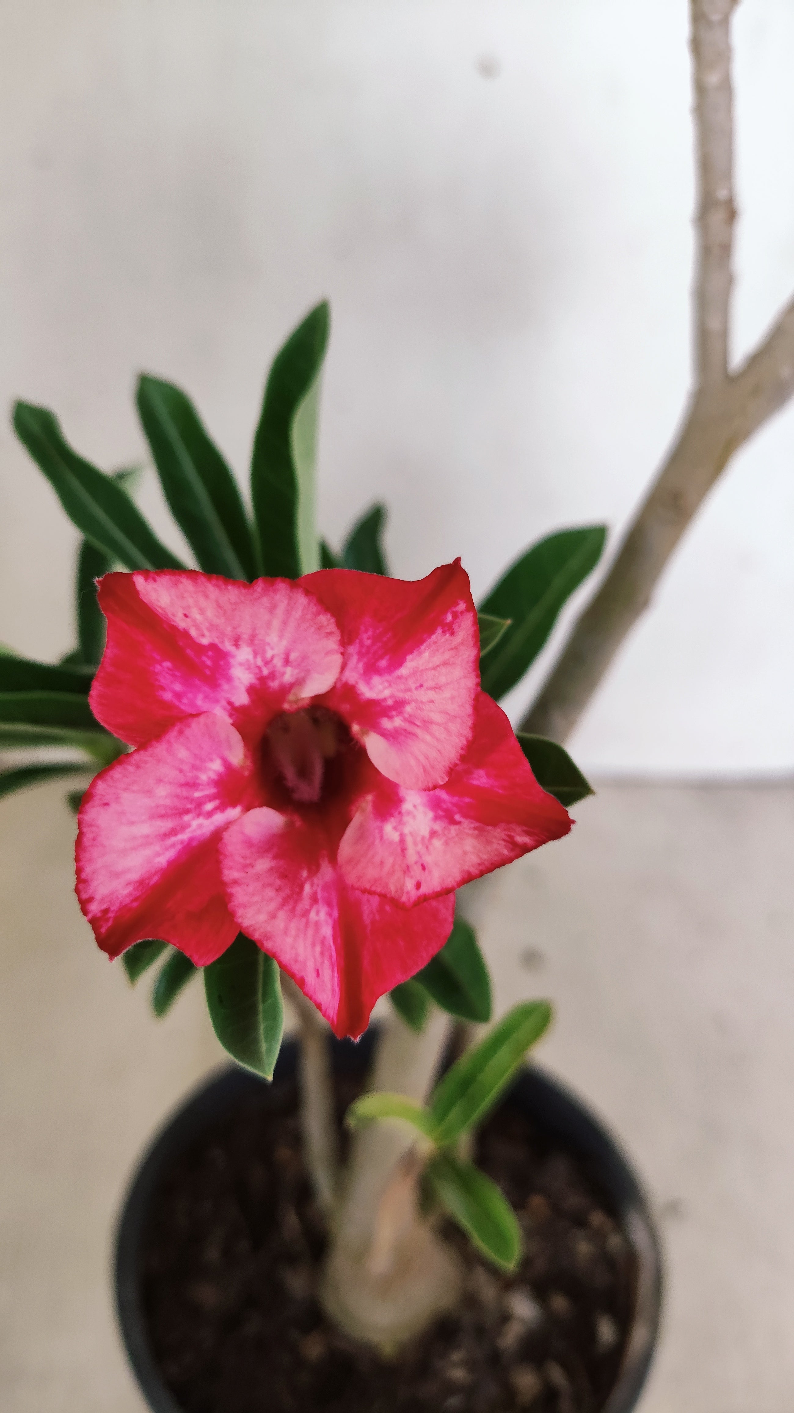 Planta Simples 3560 – 30cm – 02 anos