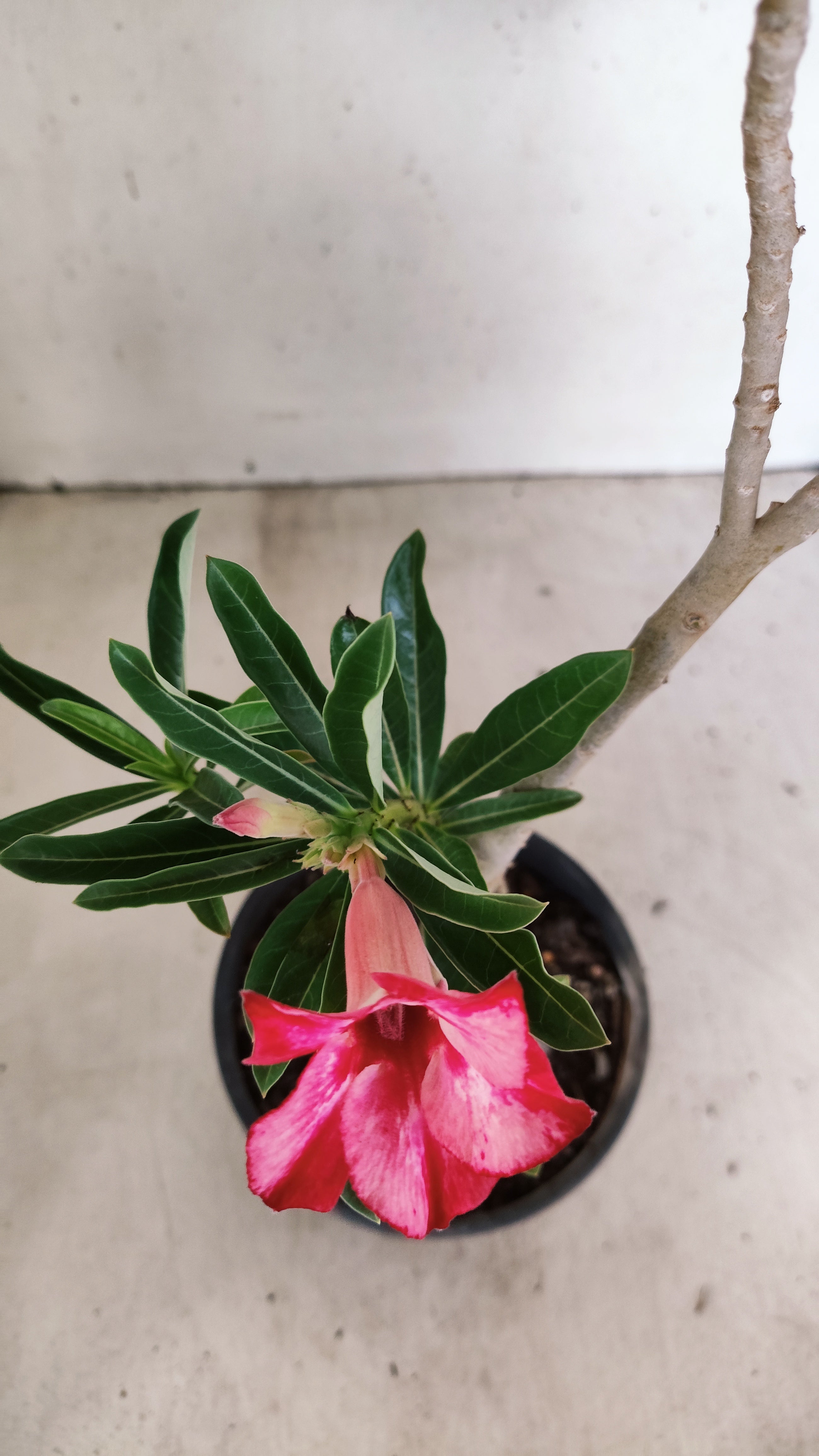 Planta Simples 3560 – 30cm – 02 anos