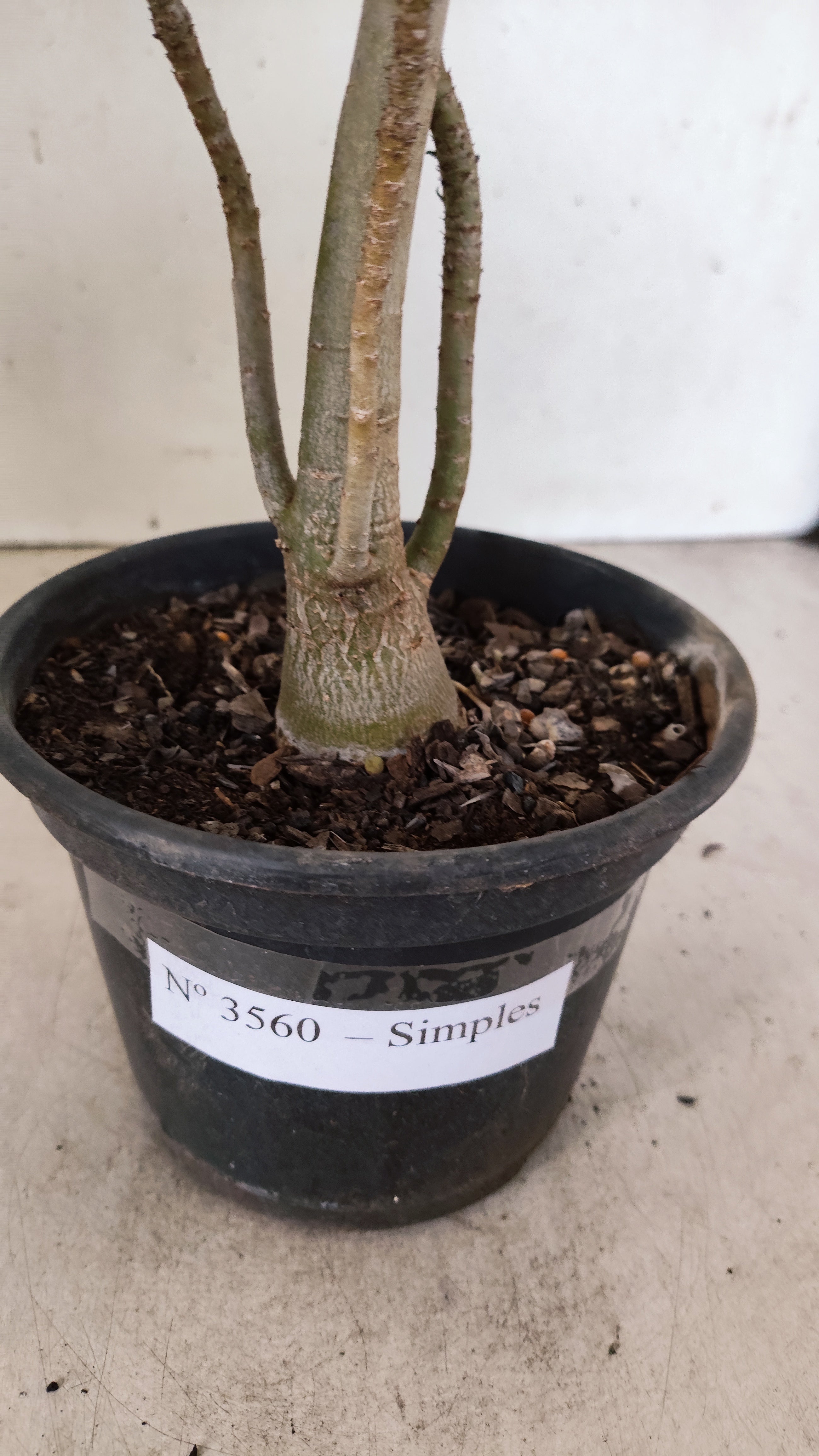 Planta Simples 3560 – 30cm – 02 anos