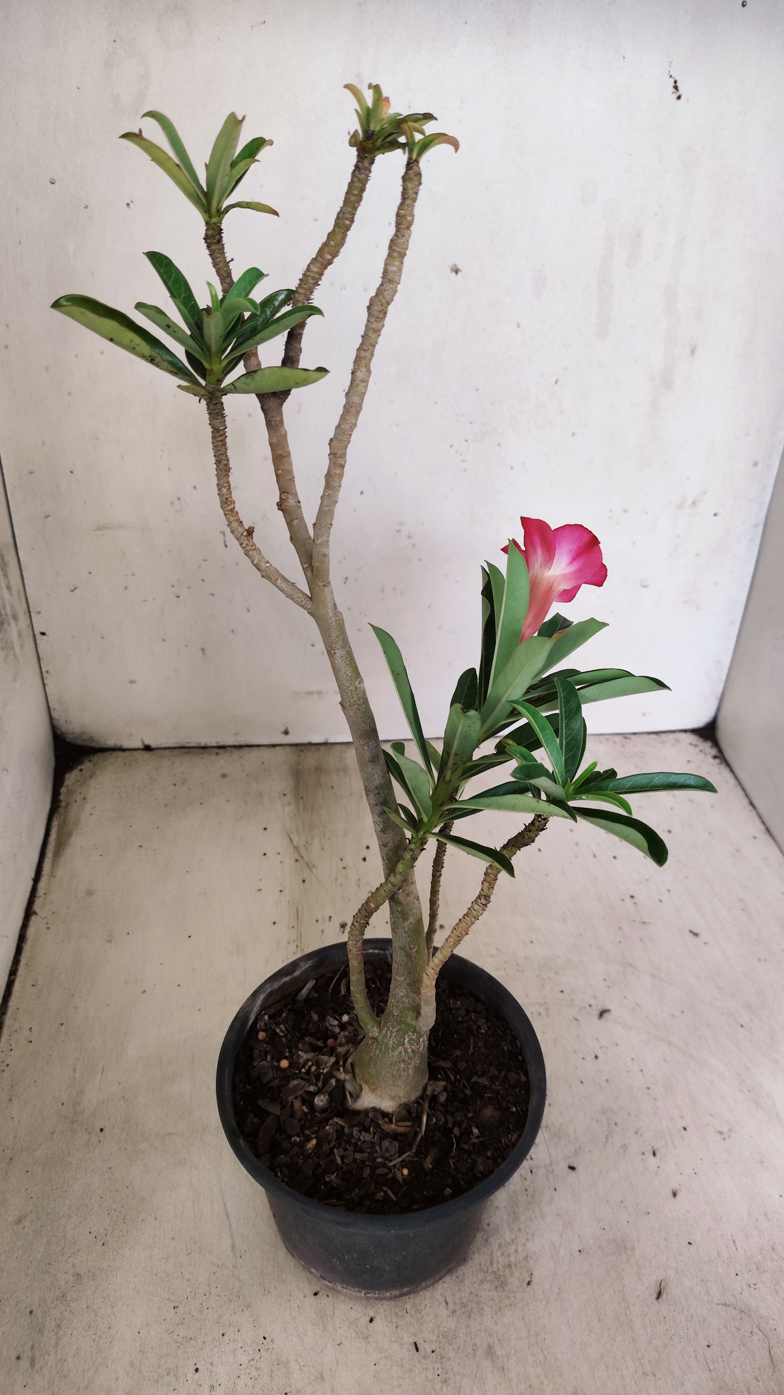 Planta Simples 3560 – 30cm – 02 anos