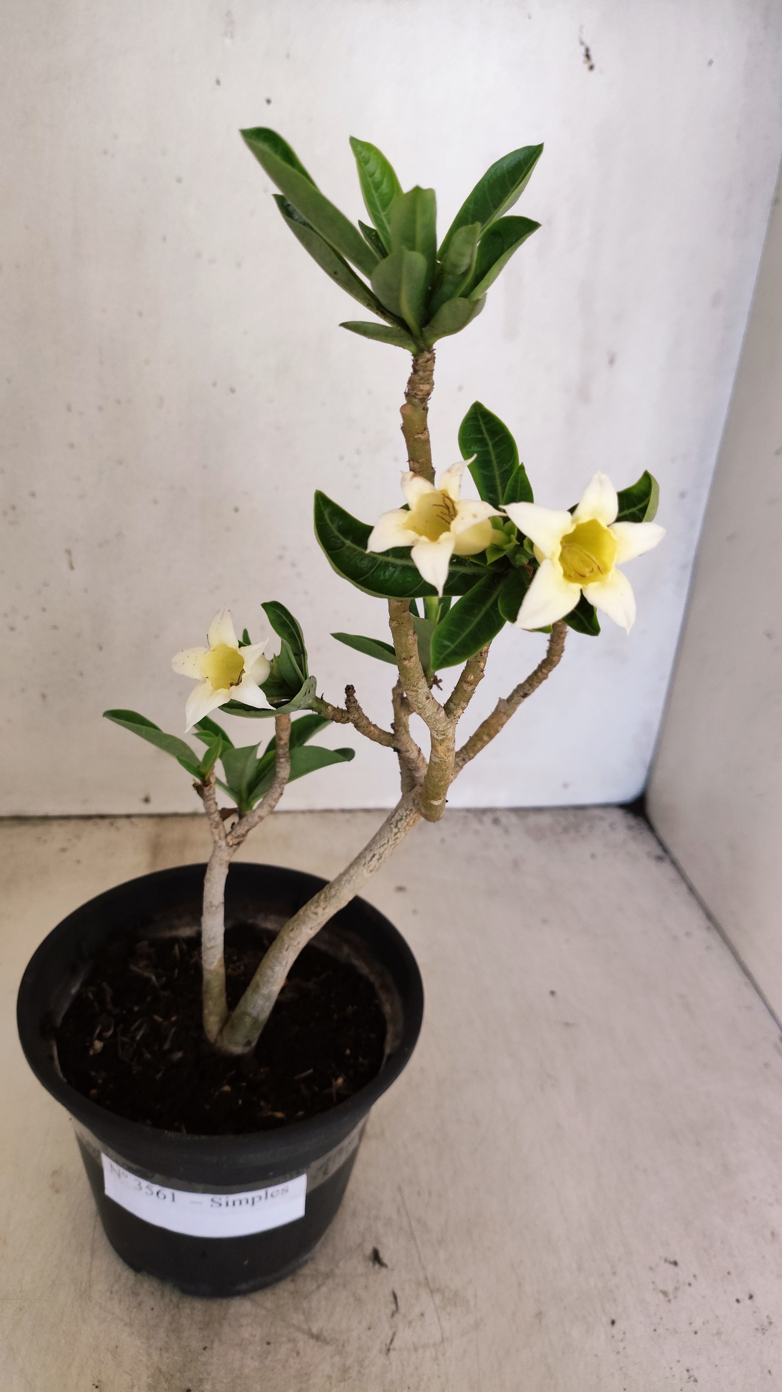 Planta Simples 3561 – 30cm – 02 anos (FLOR PEQUENA)