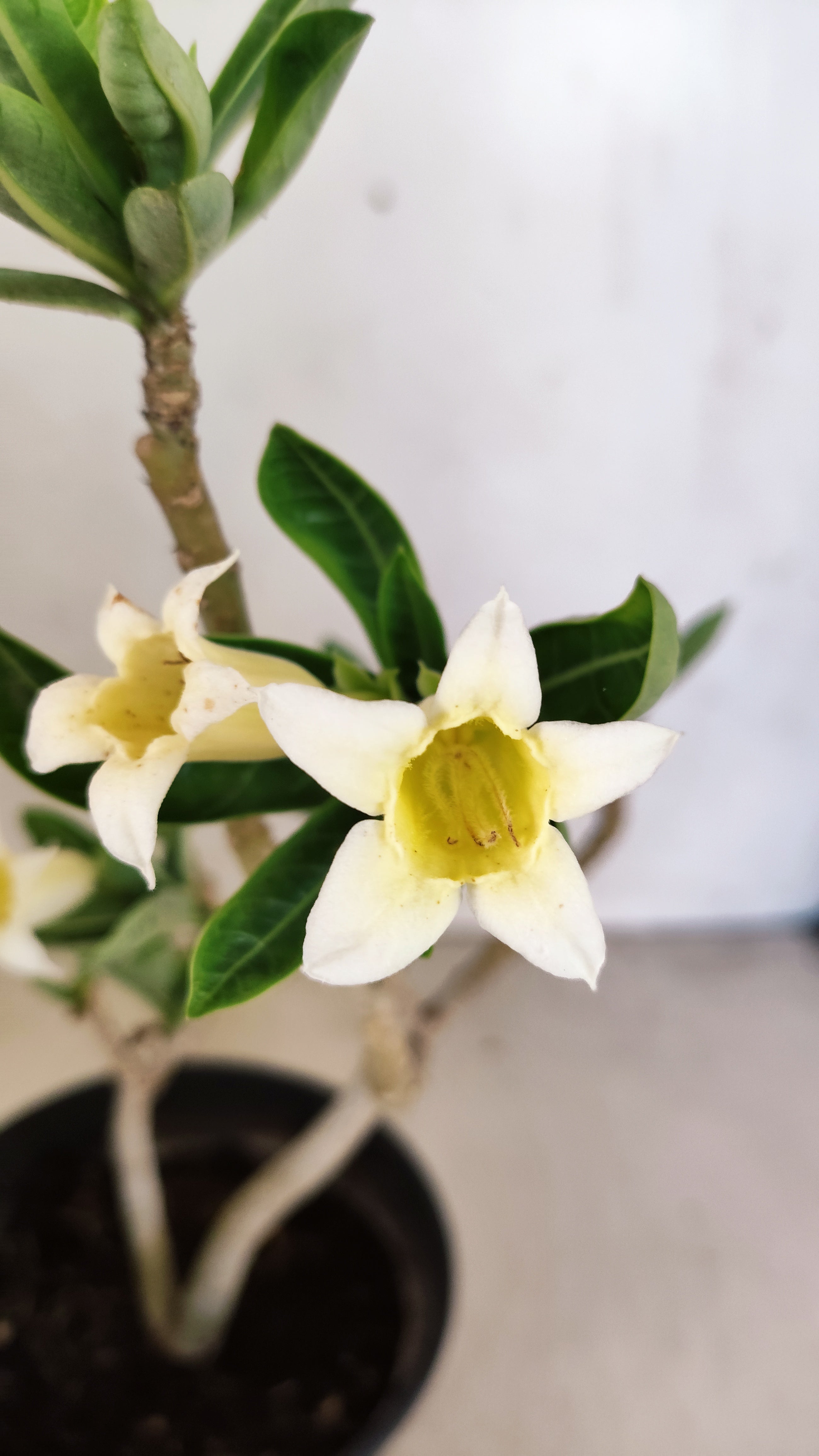 Planta Simples 3561 – 30cm – 02 anos (FLOR PEQUENA)