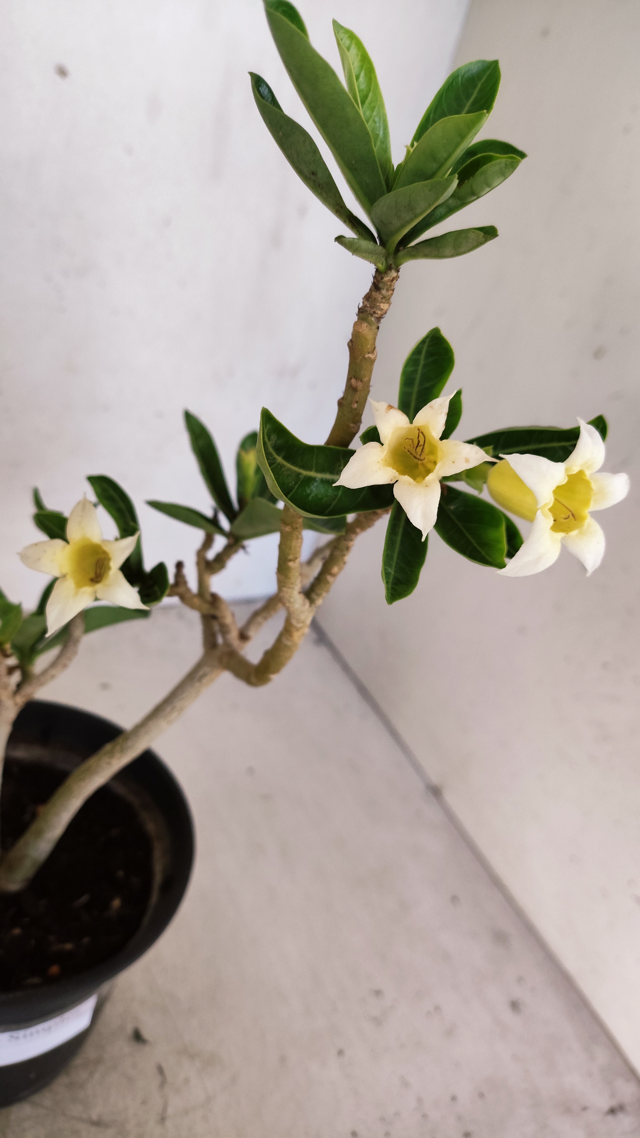 Planta Simples 3561 – 30cm – 02 anos (FLOR PEQUENA)
