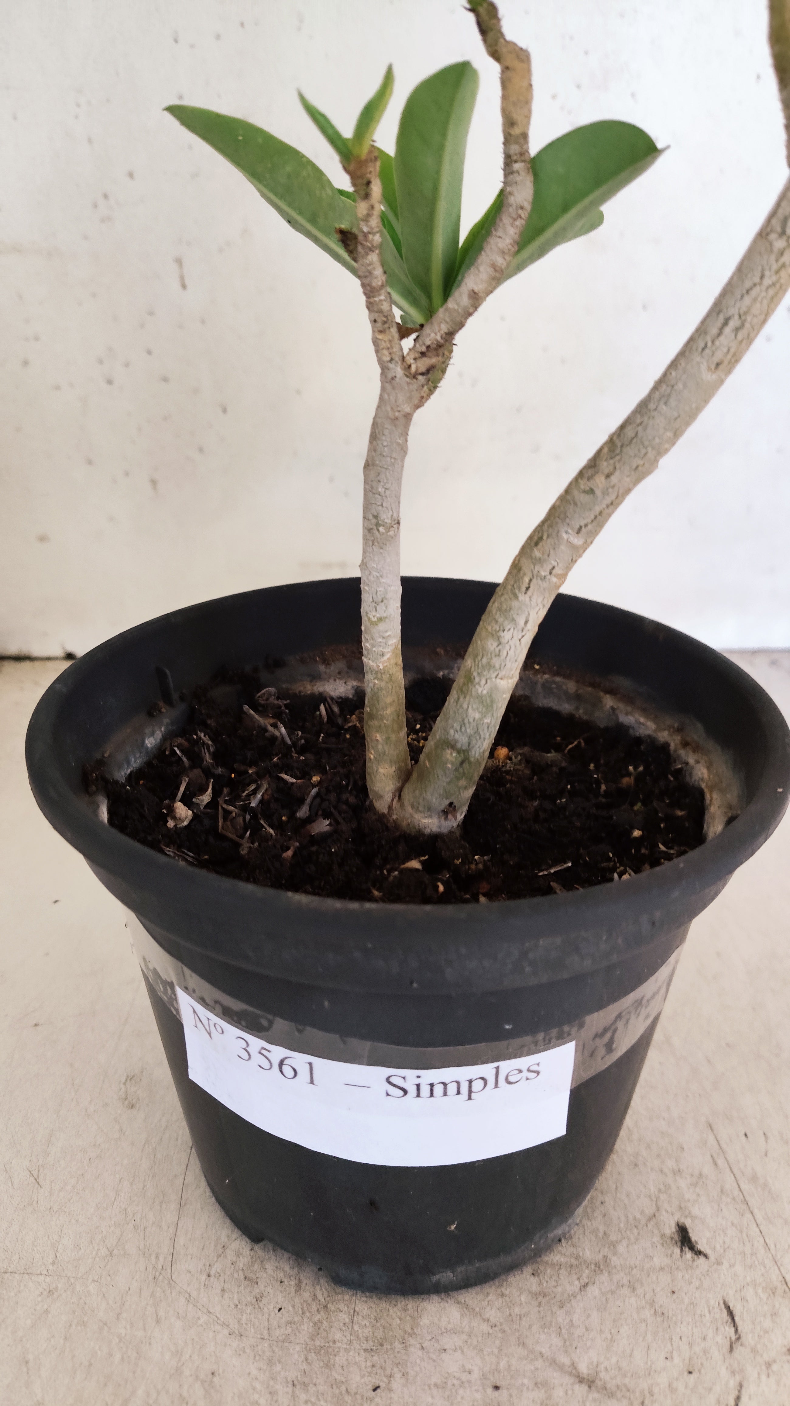Planta Simples 3561 – 30cm – 02 anos (FLOR PEQUENA)