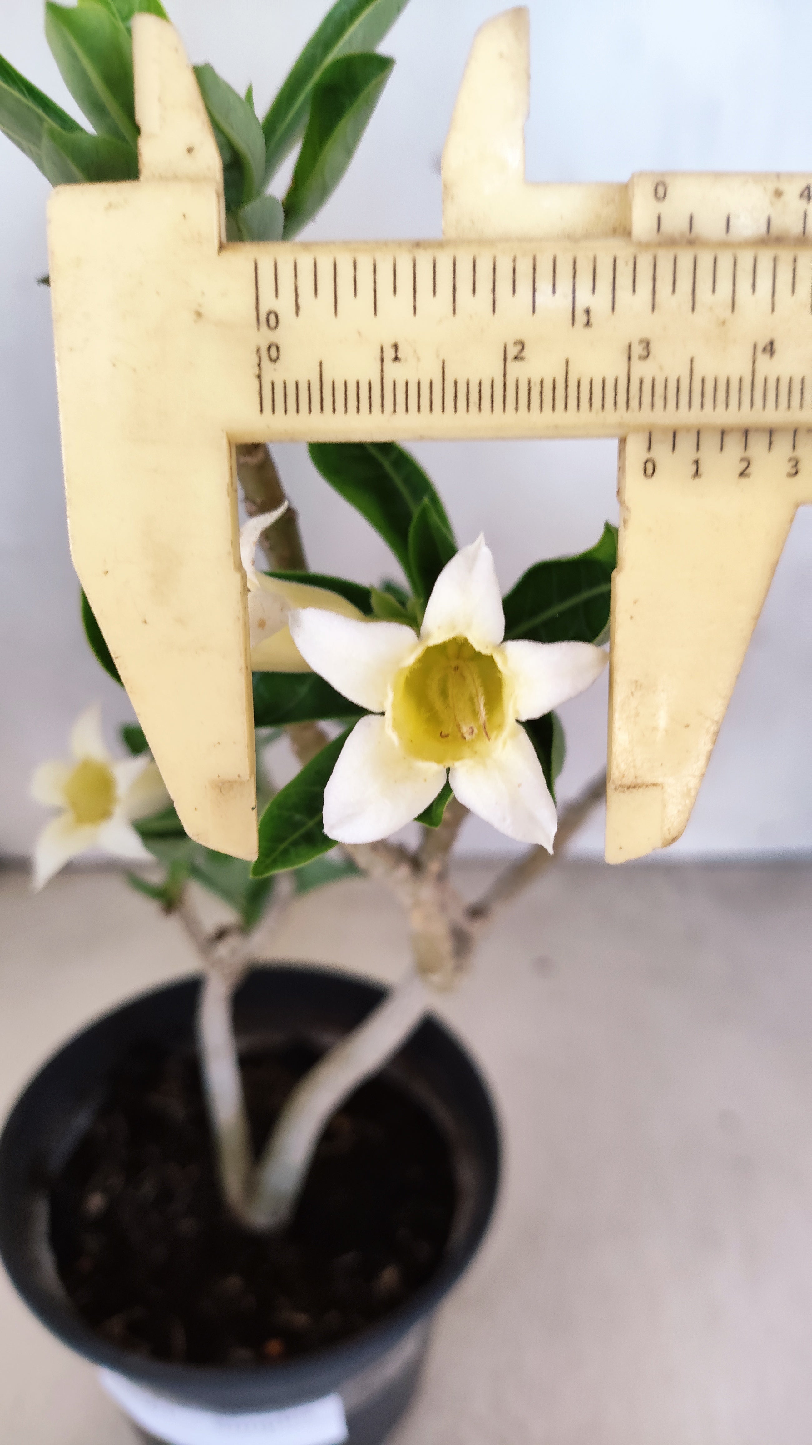 Planta Simples 3561 – 30cm – 02 anos (FLOR PEQUENA)