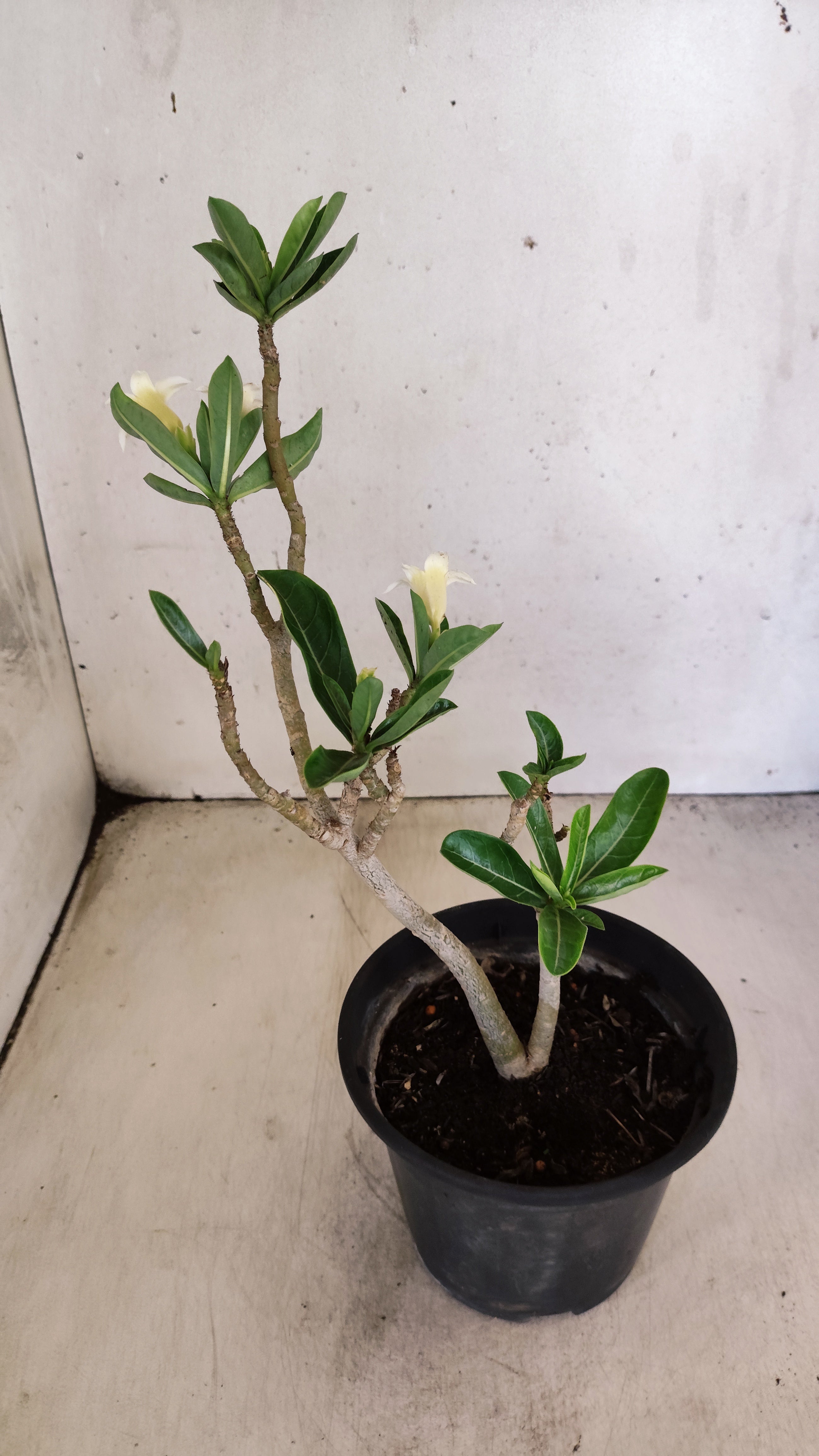 Planta Simples 3561 – 30cm – 02 anos (FLOR PEQUENA)