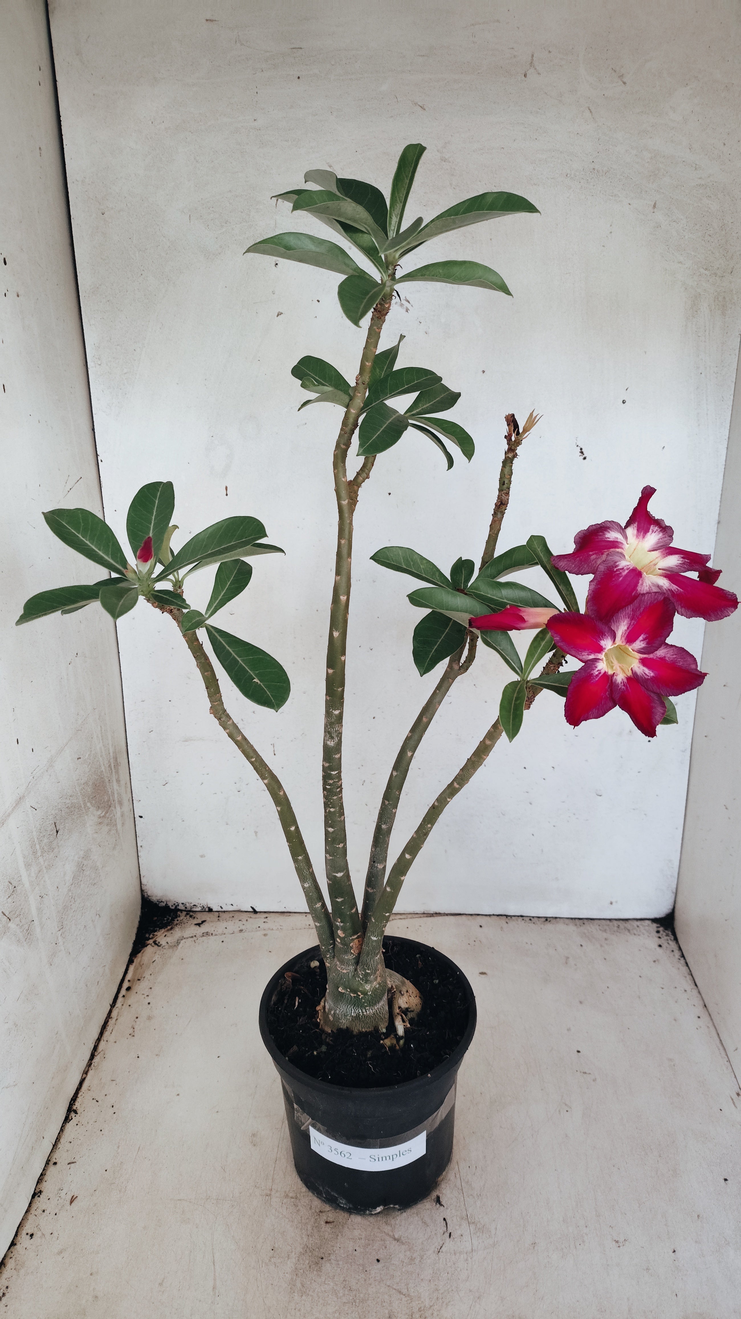 Planta Simples 3562 – 35cm – 03 anos