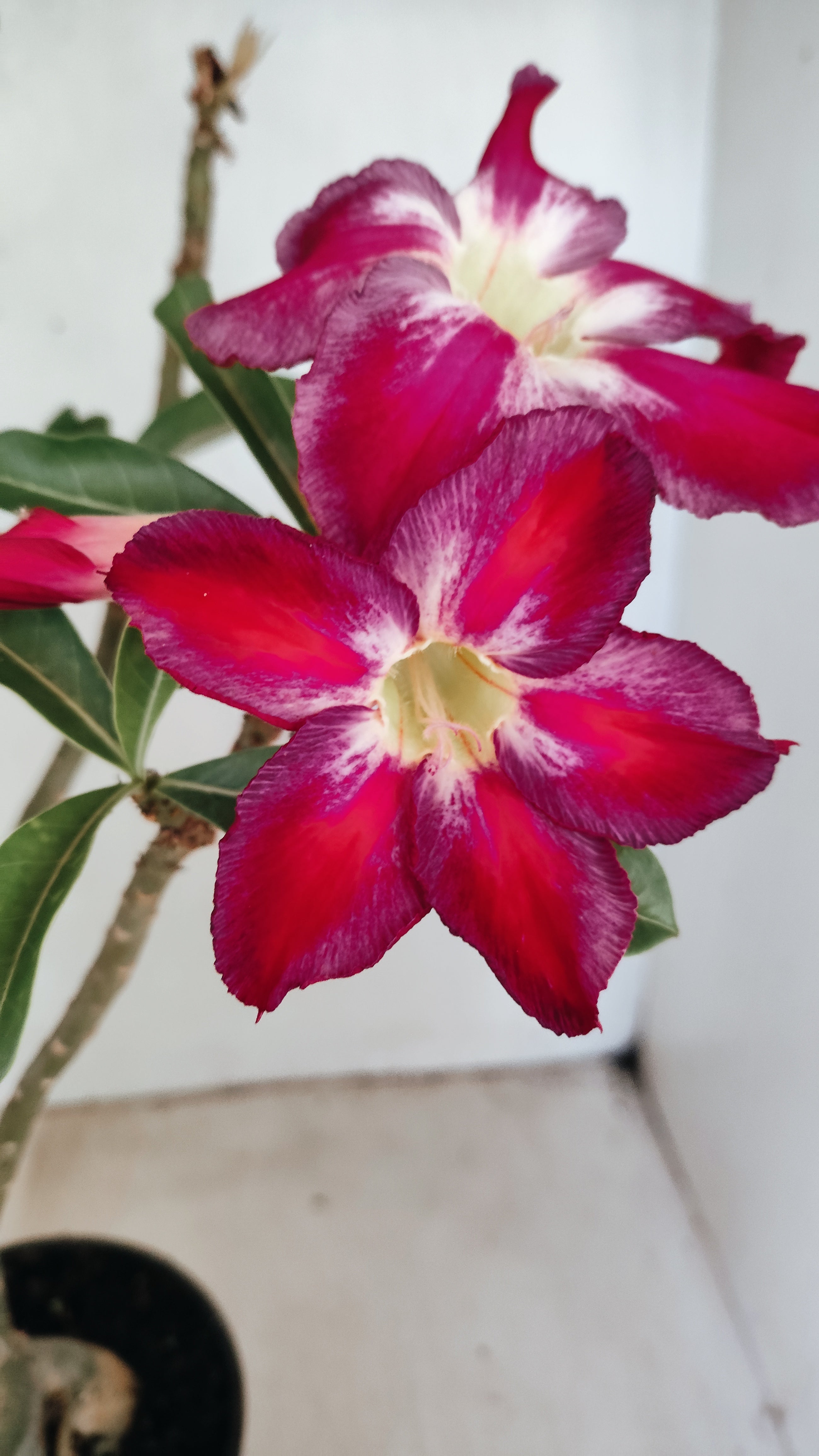 Planta Simples 3562 – 35cm – 03 anos
