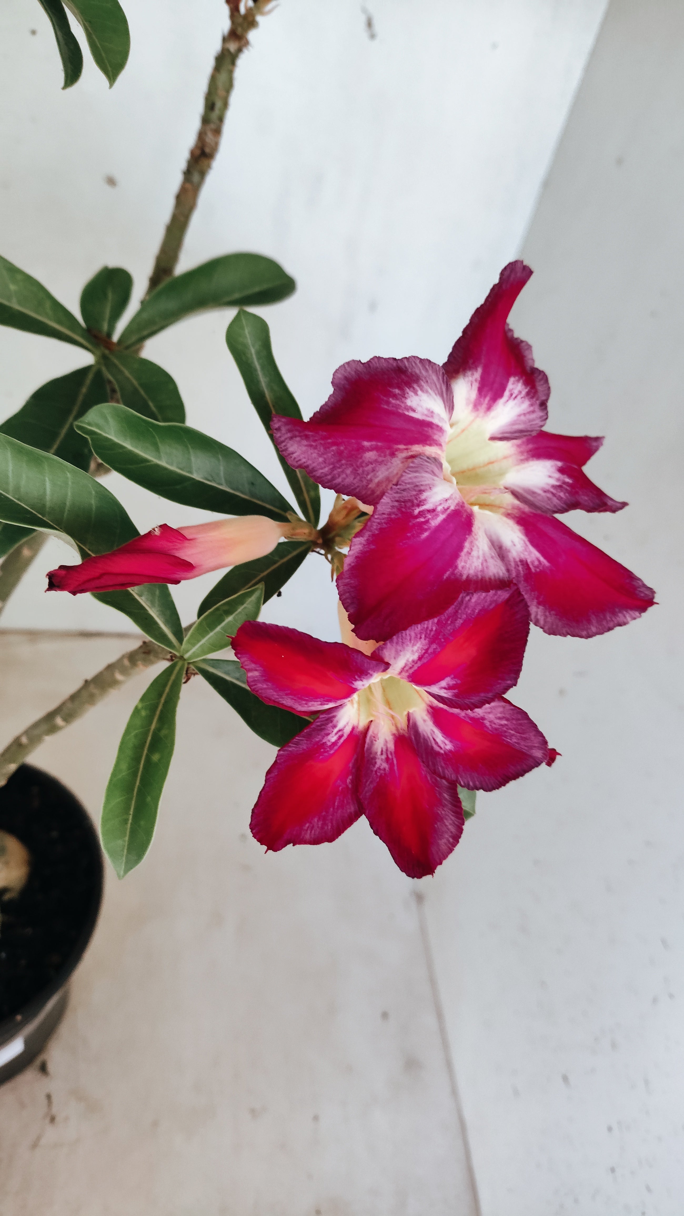 Planta Simples 3562 – 35cm – 03 anos