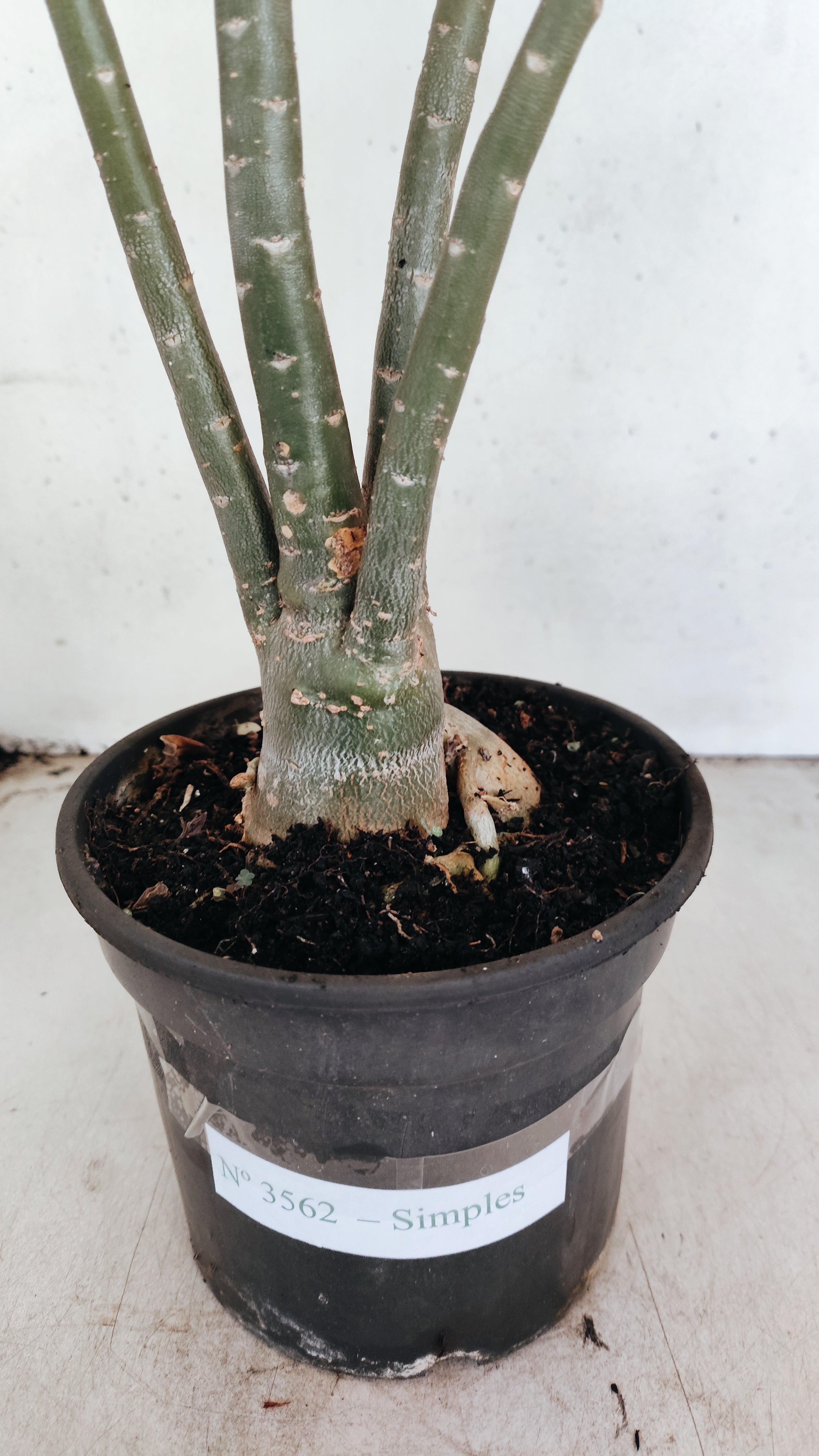 Planta Simples 3562 – 35cm – 03 anos
