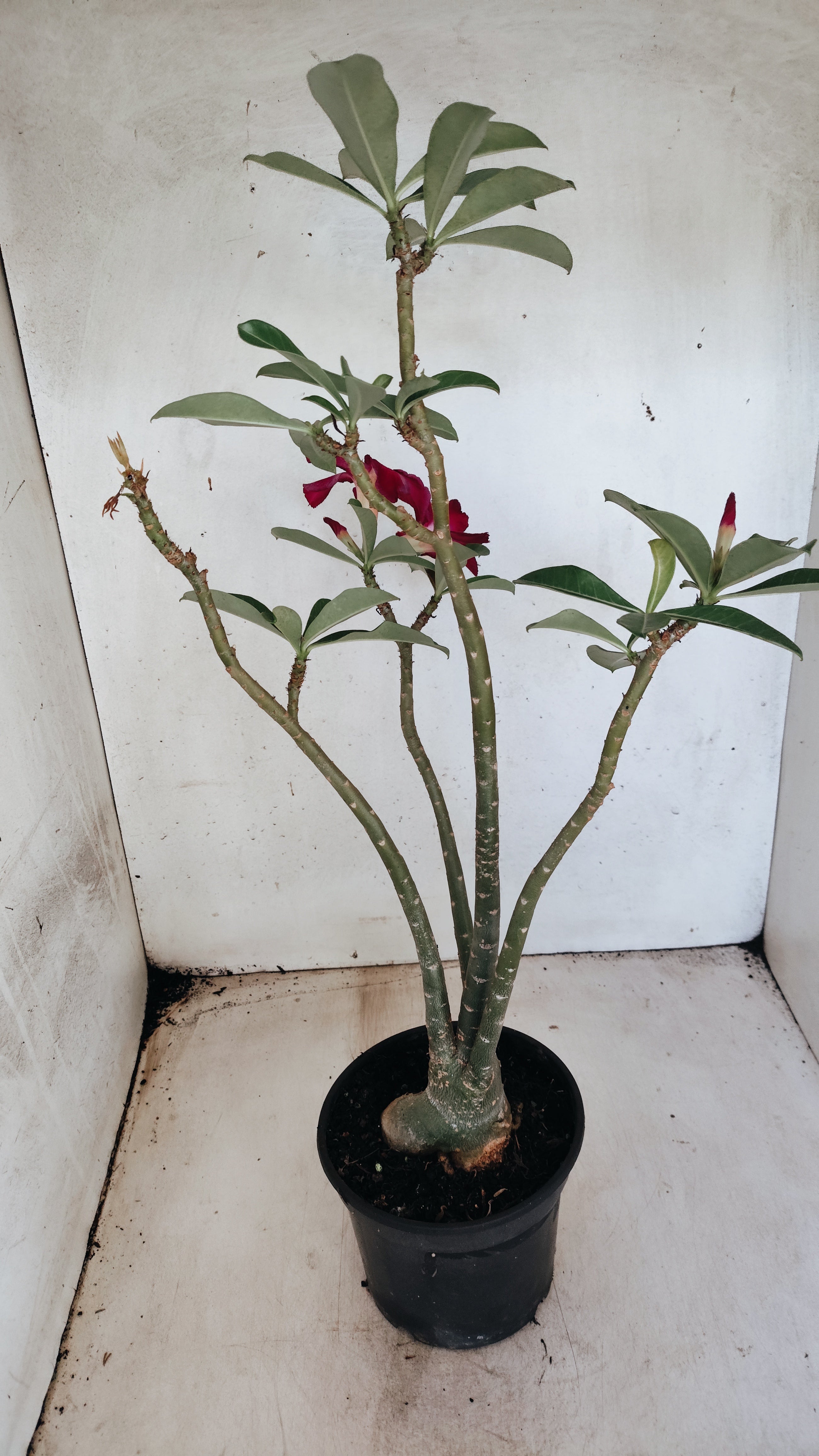 Planta Simples 3562 – 35cm – 03 anos