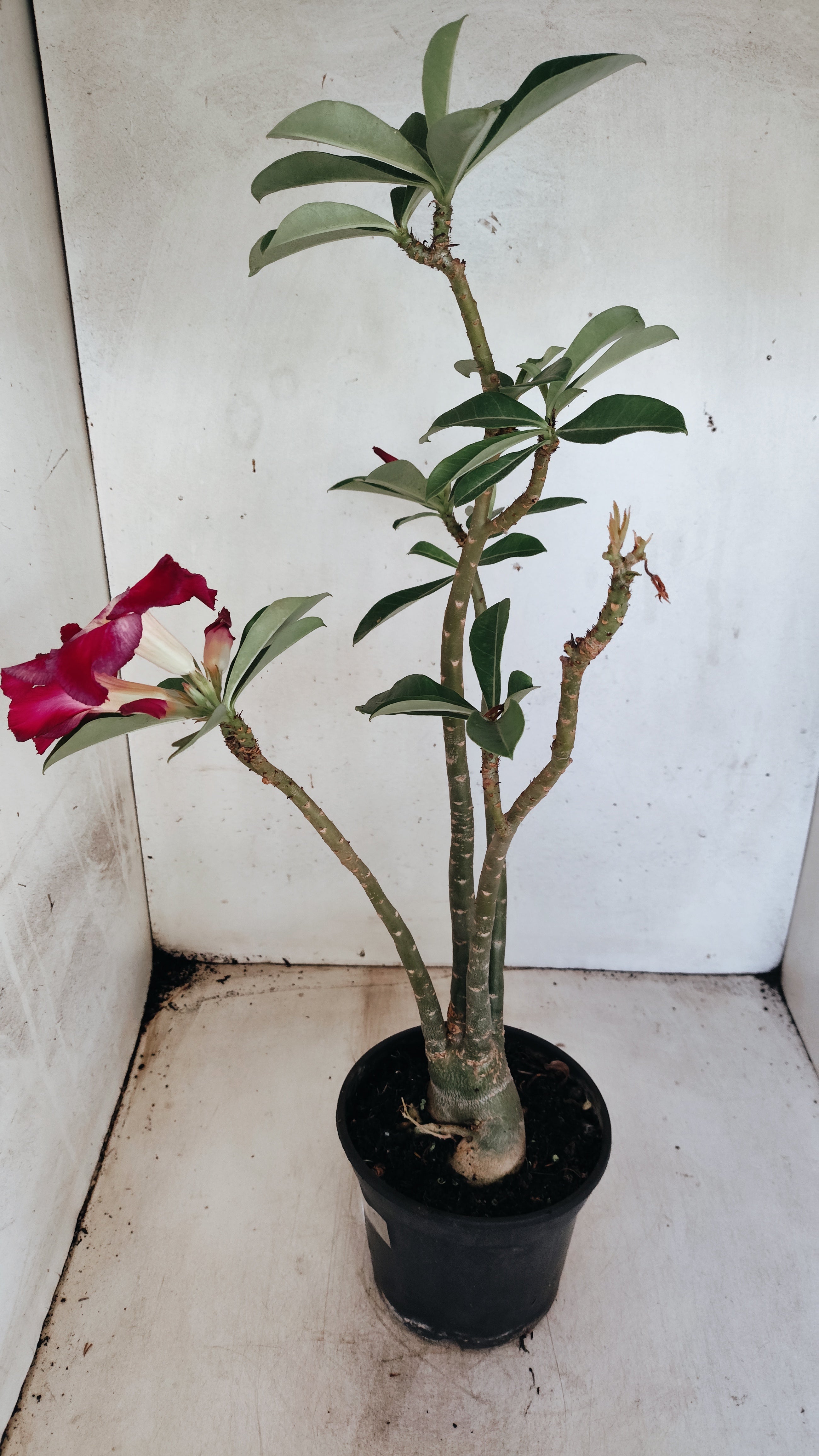 Planta Simples 3562 – 35cm – 03 anos