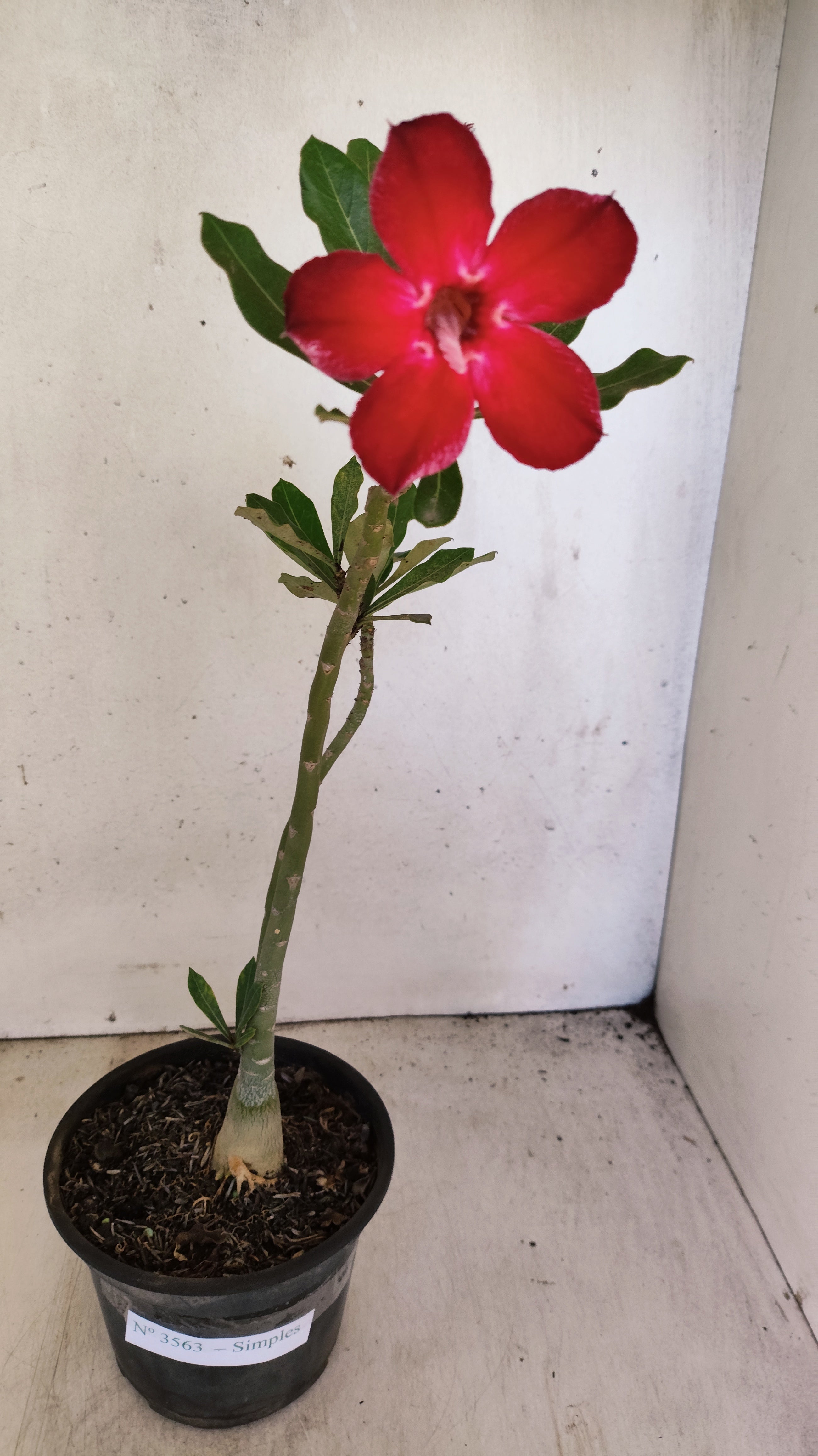 Planta Simples 3563 – 30cm – 02 anos