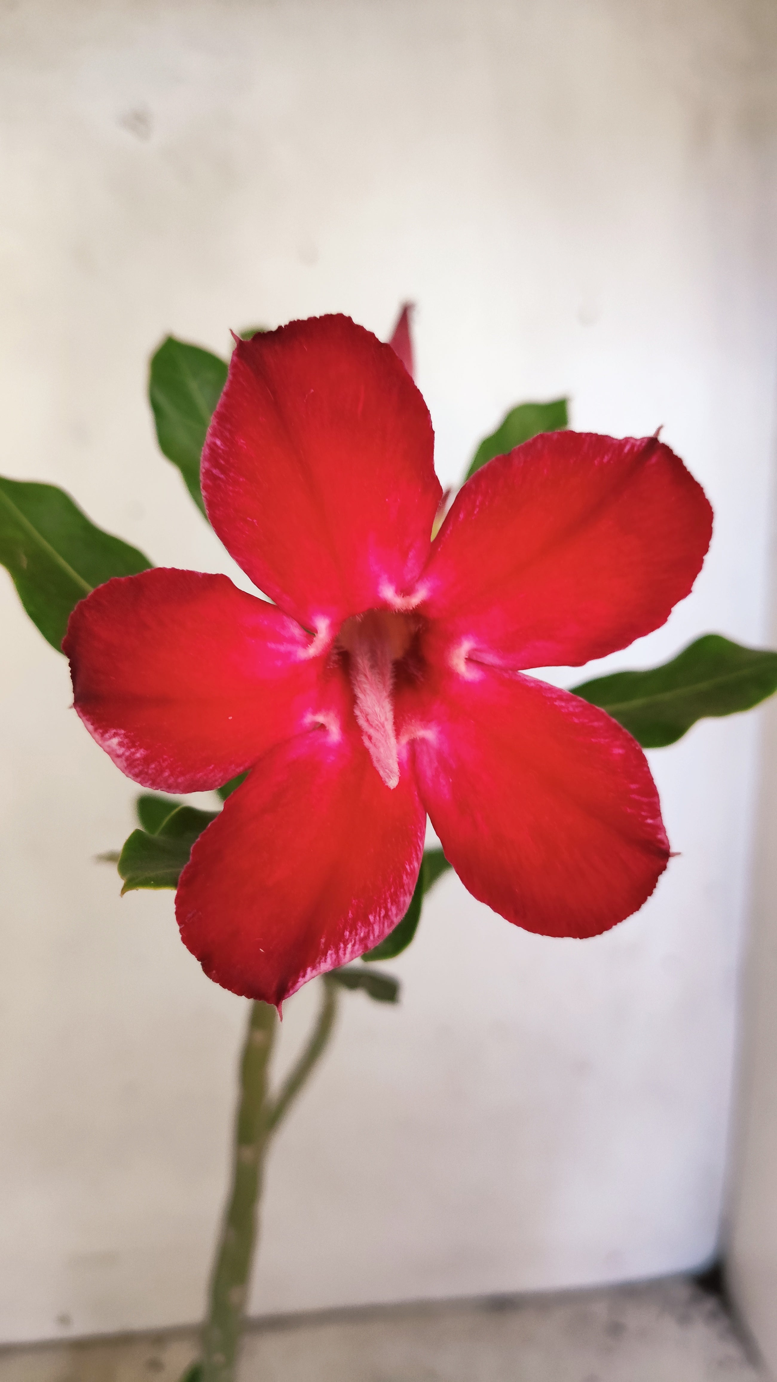 Planta Simples 3563 – 30cm – 02 anos