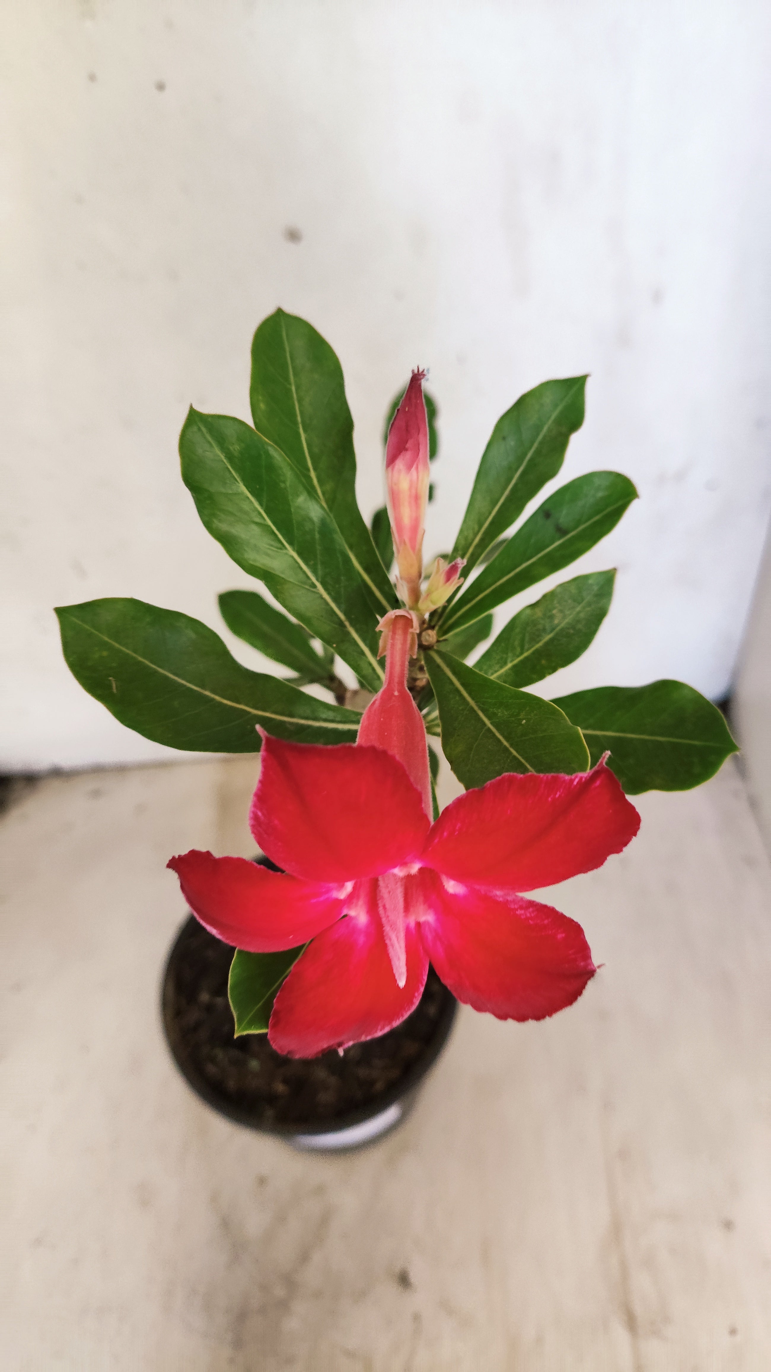 Planta Simples 3563 – 30cm – 02 anos