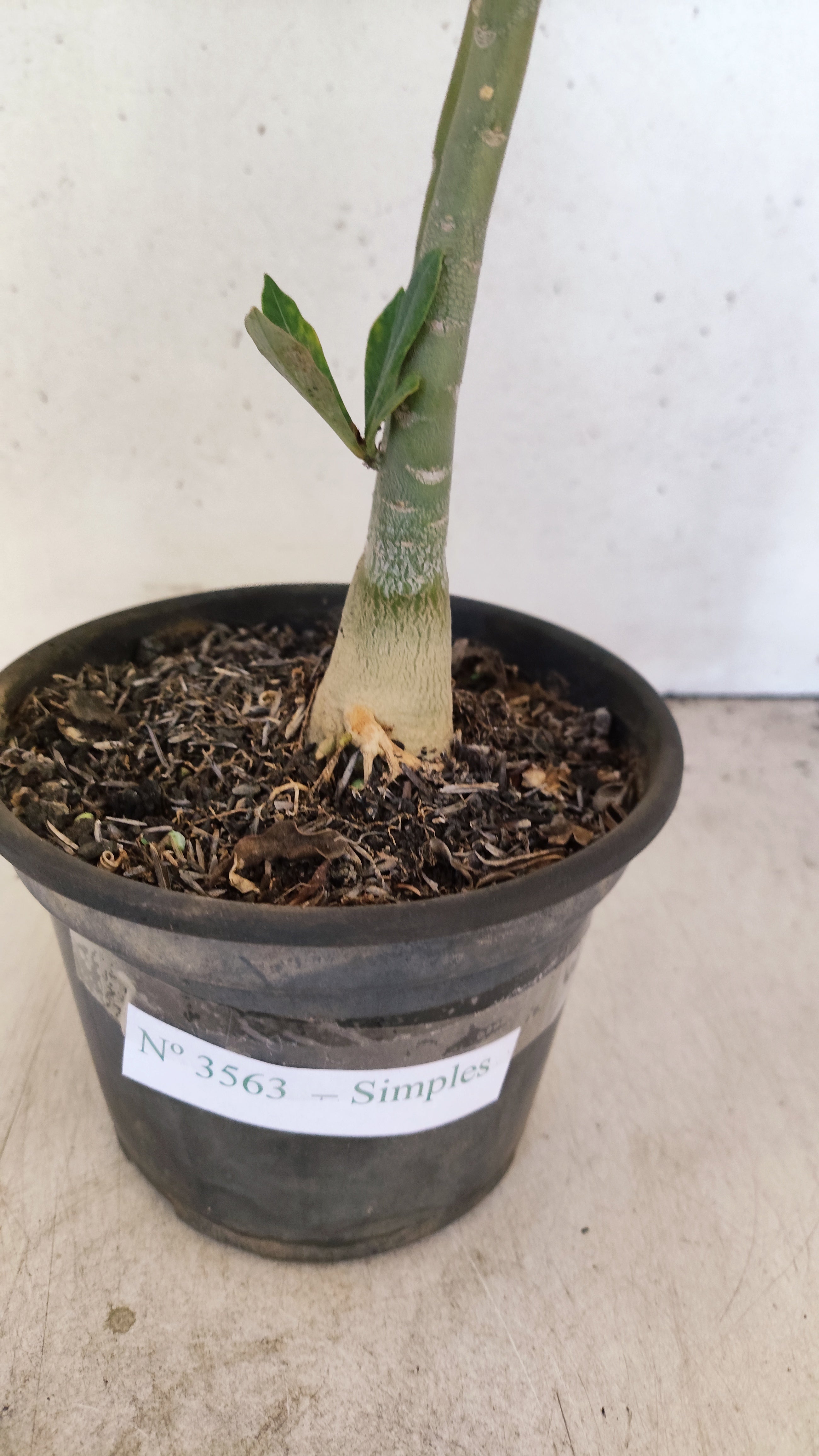 Planta Simples 3563 – 30cm – 02 anos