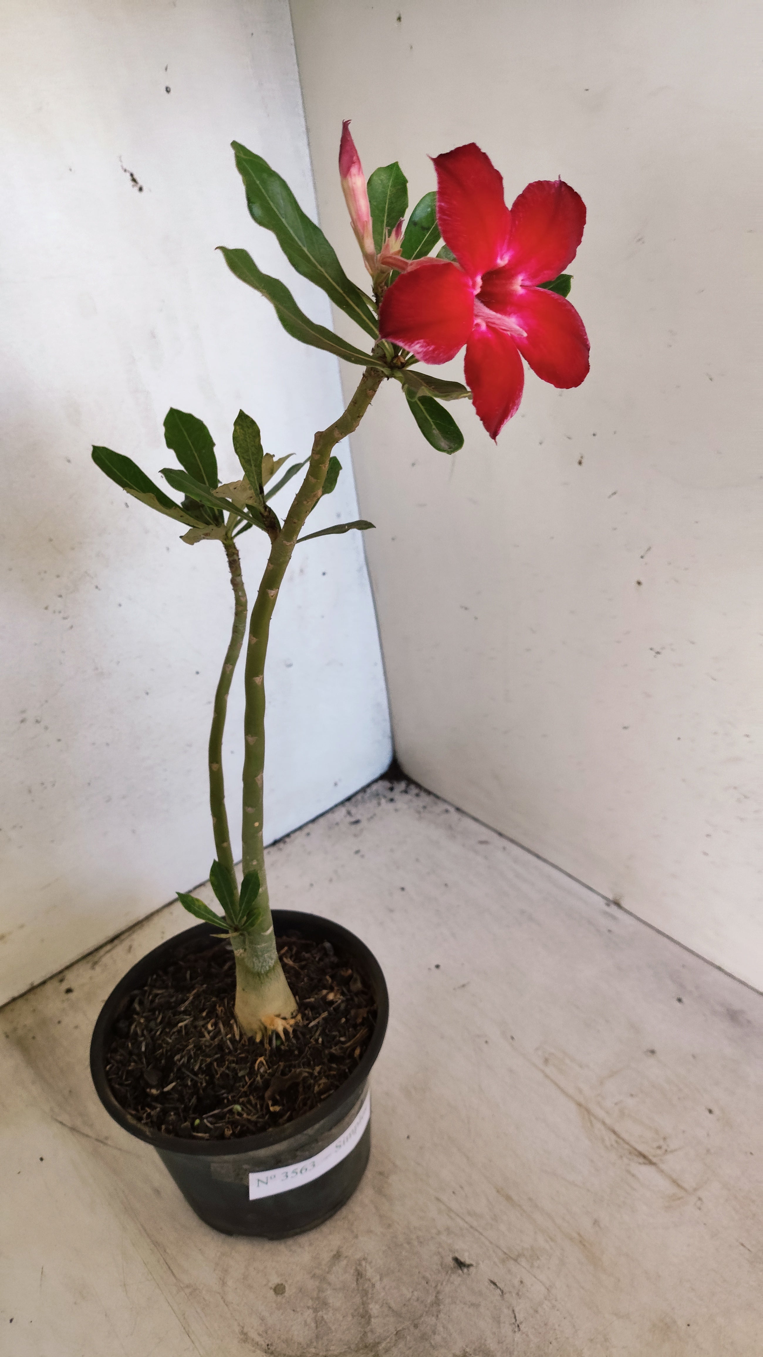 Planta Simples 3563 – 30cm – 02 anos