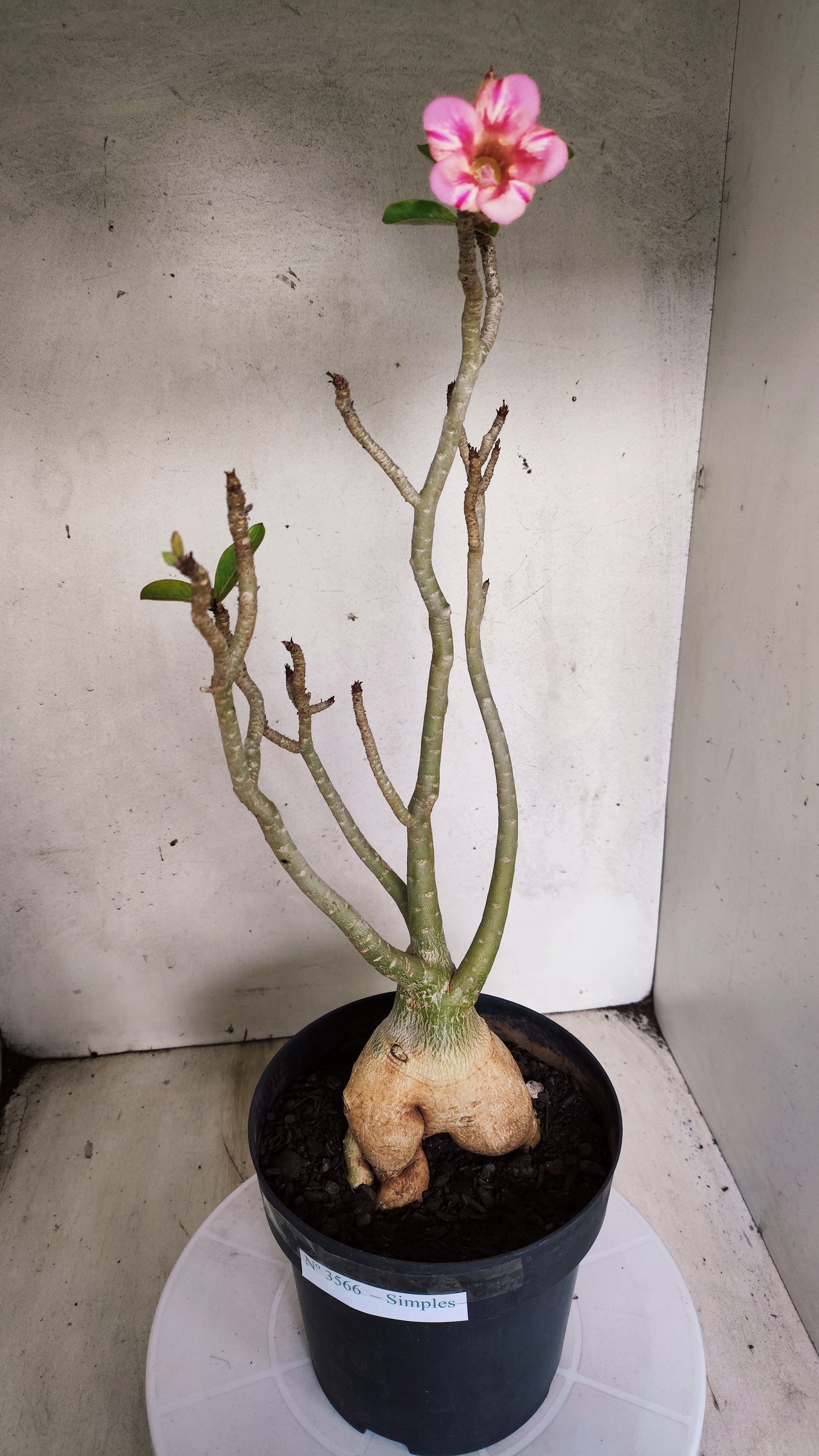 Planta Simples 3566  – 40cm – 04 anos