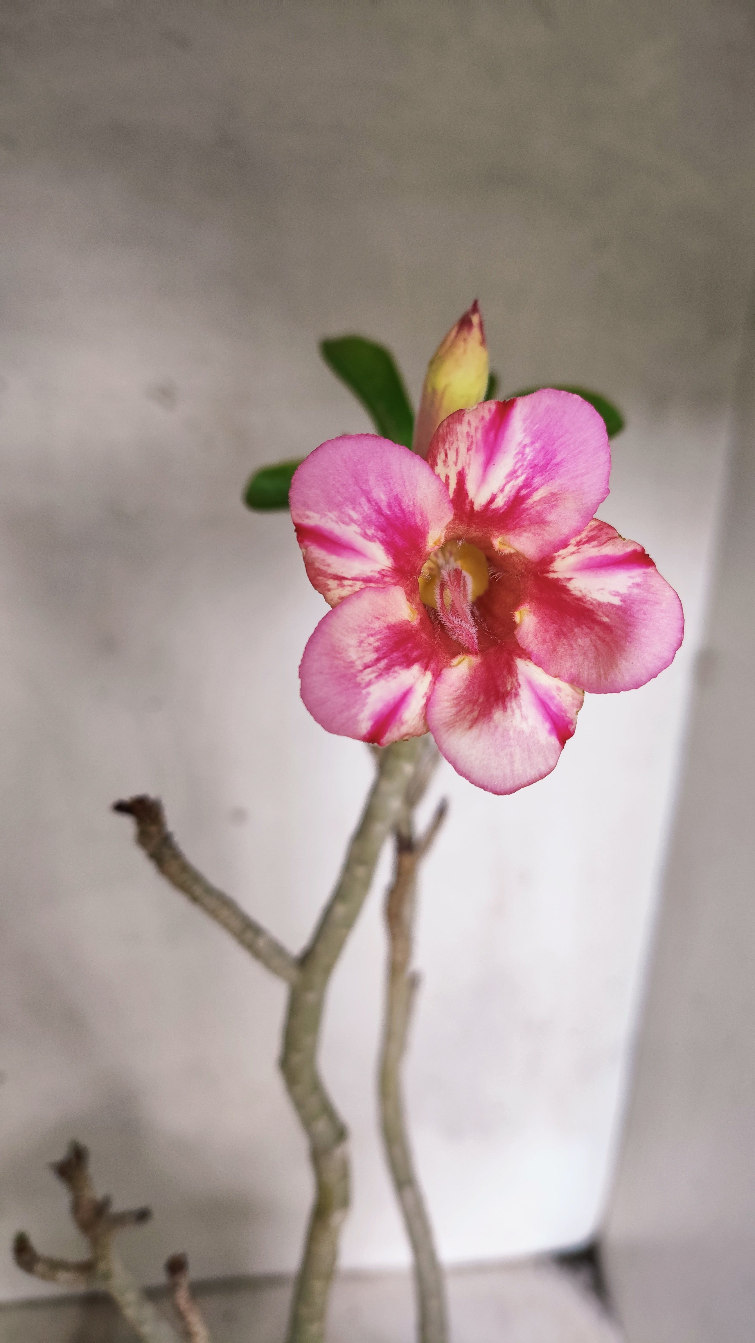 Planta Simples 3566  – 40cm – 04 anos