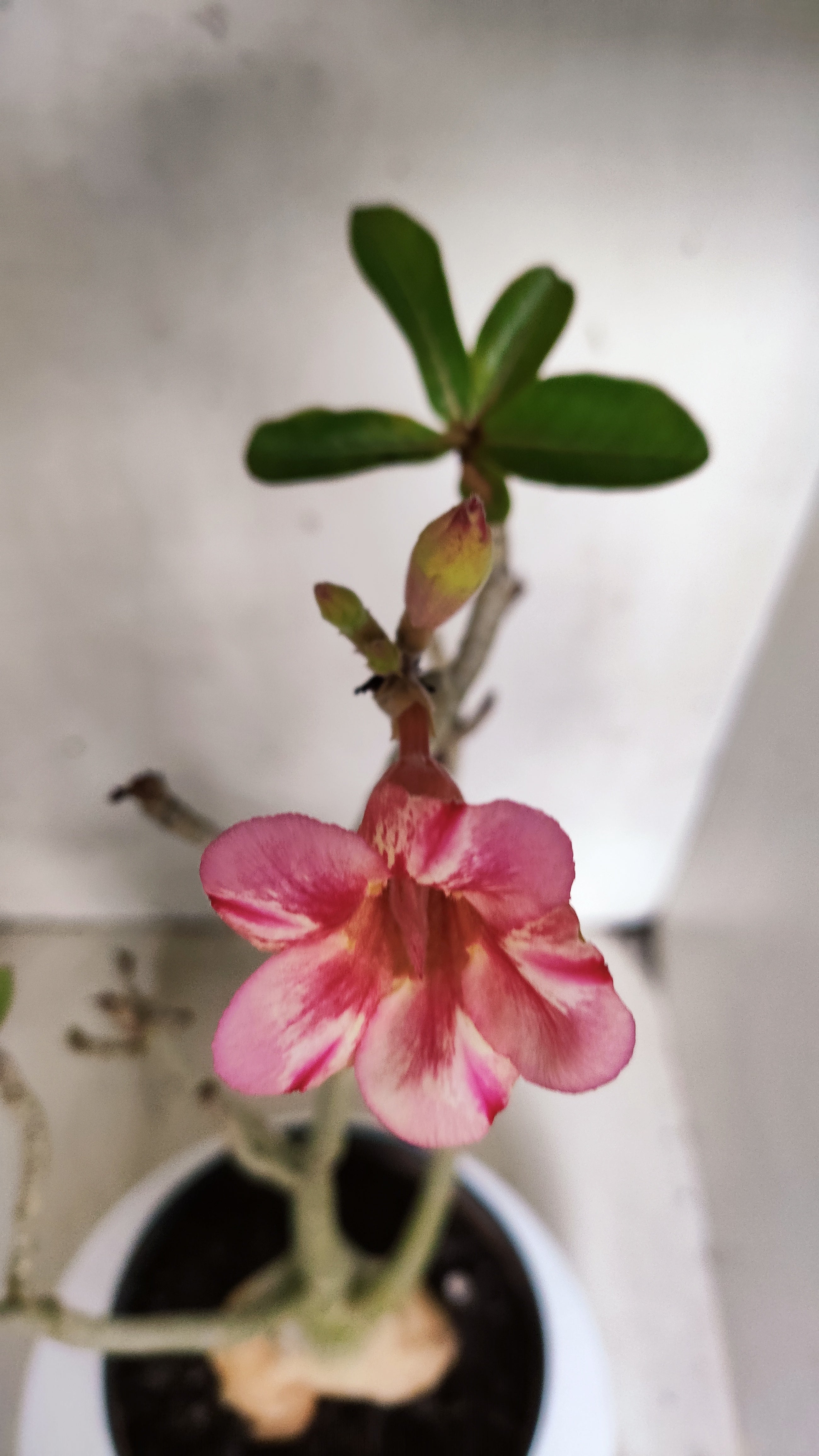 Planta Simples 3566  – 40cm – 04 anos