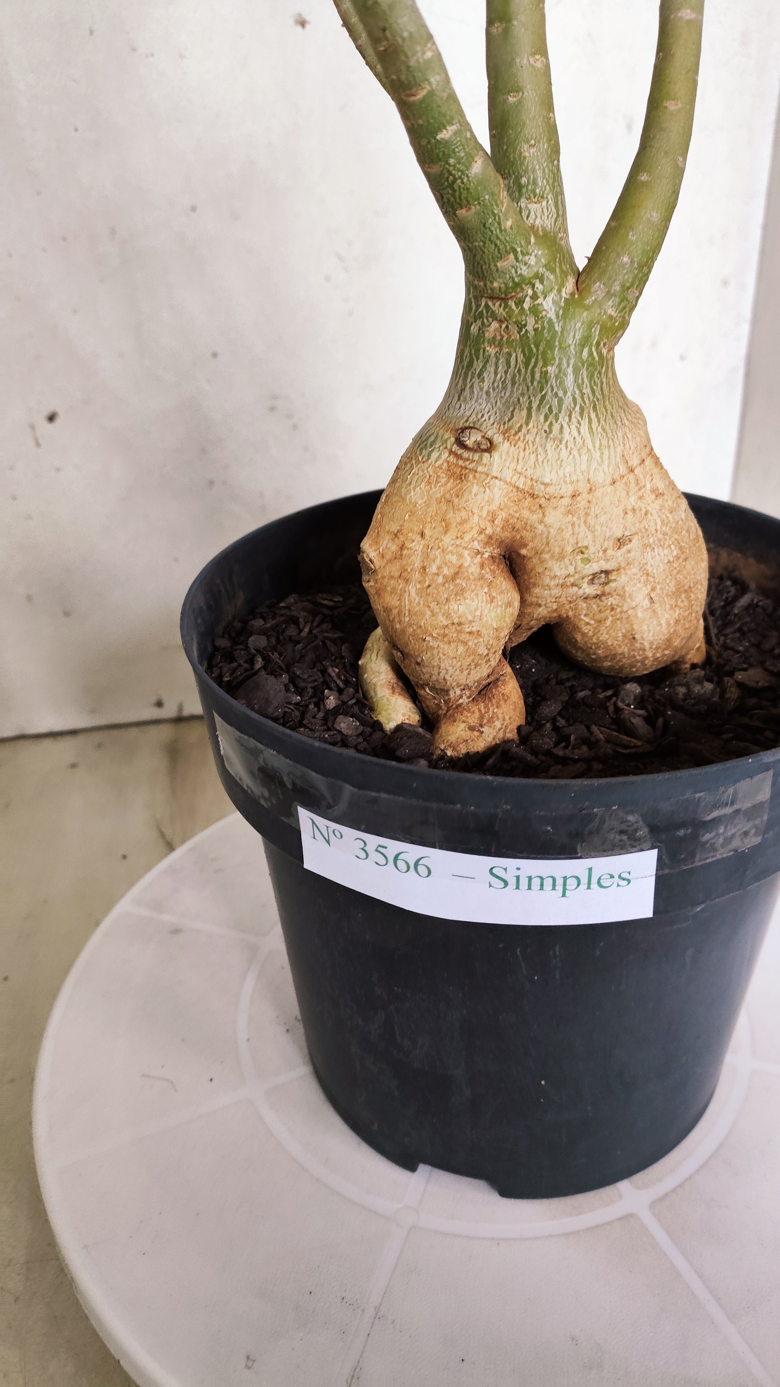 Planta Simples 3566  – 40cm – 04 anos