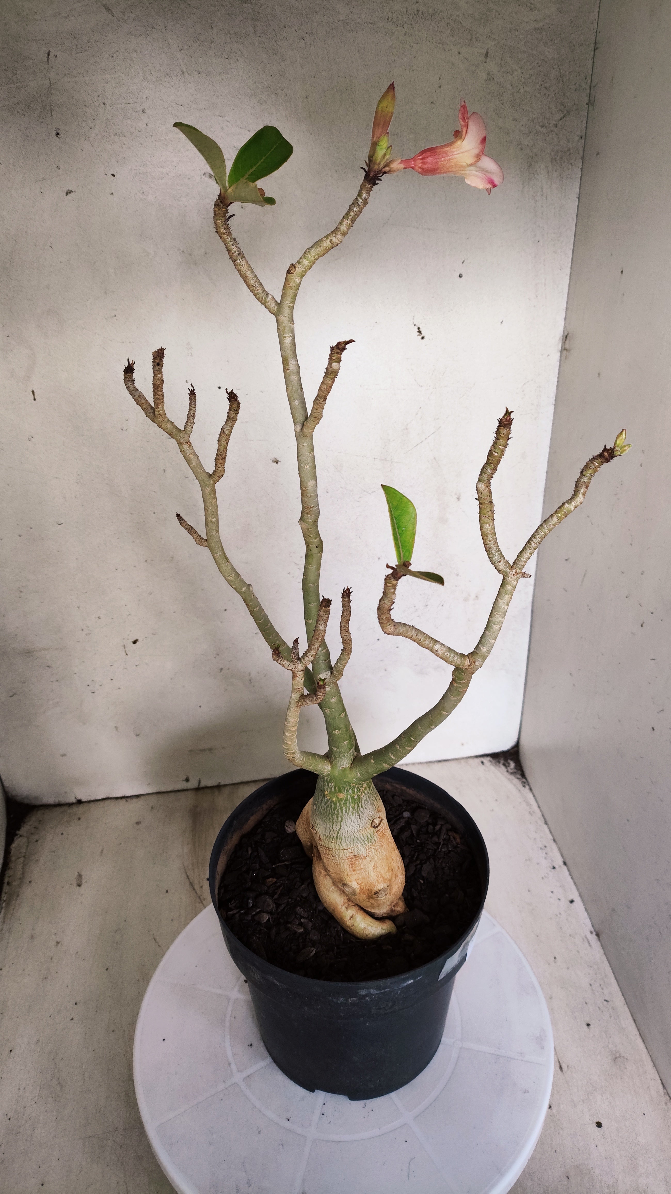 Planta Simples 3566  – 40cm – 04 anos