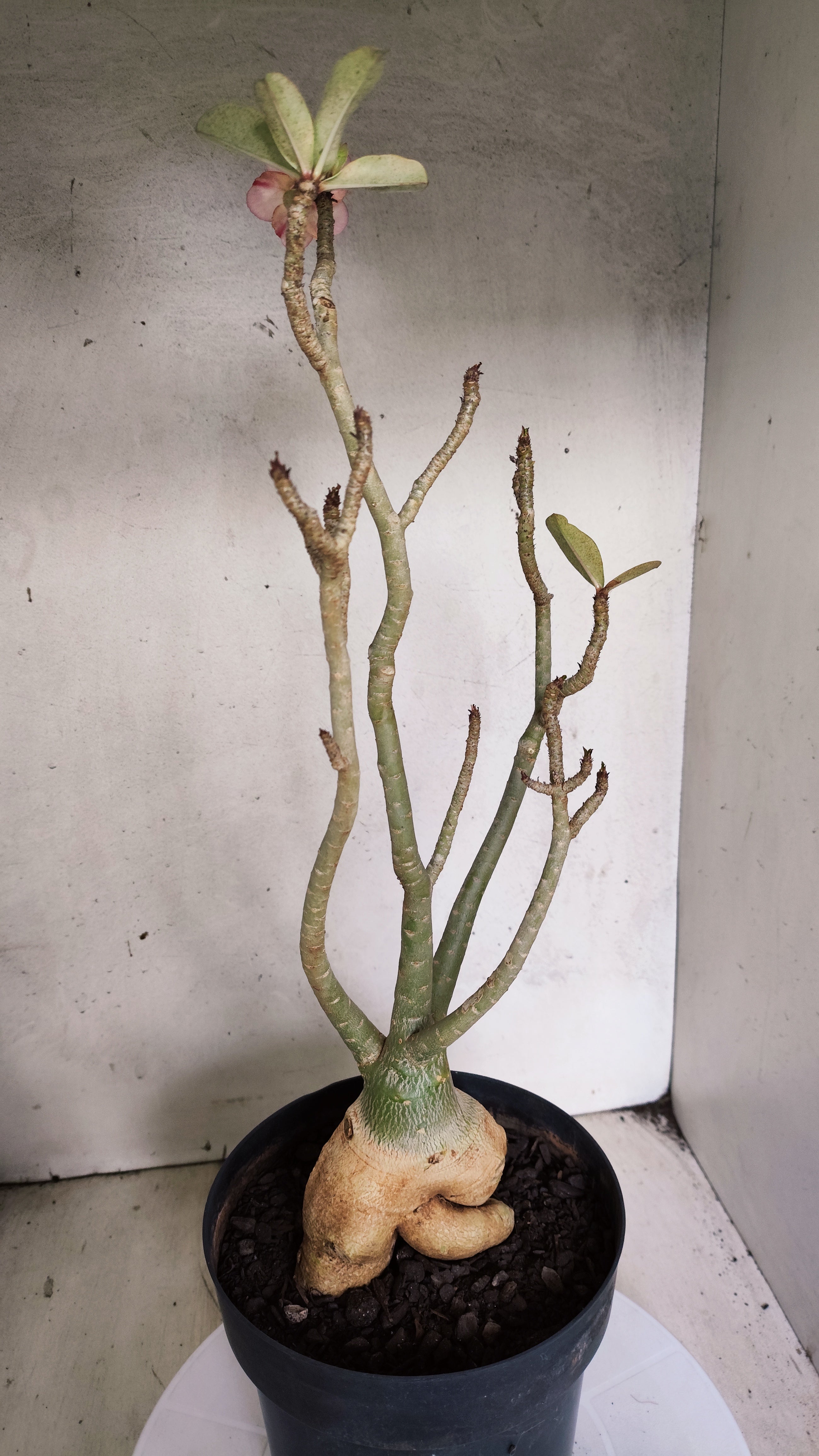Planta Simples 3566  – 40cm – 04 anos