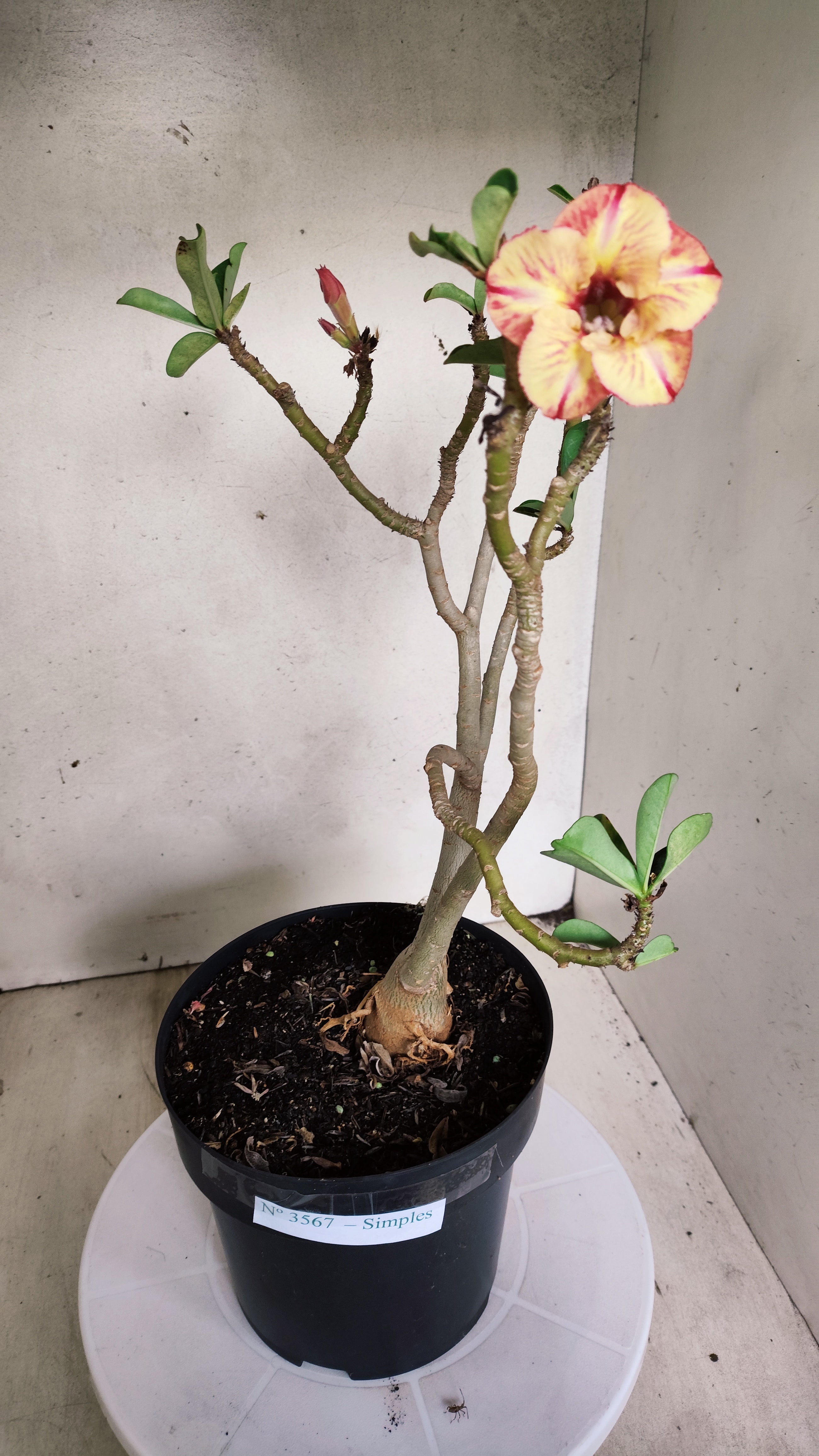 Planta Simples 3567  – 35cm – 03 anos