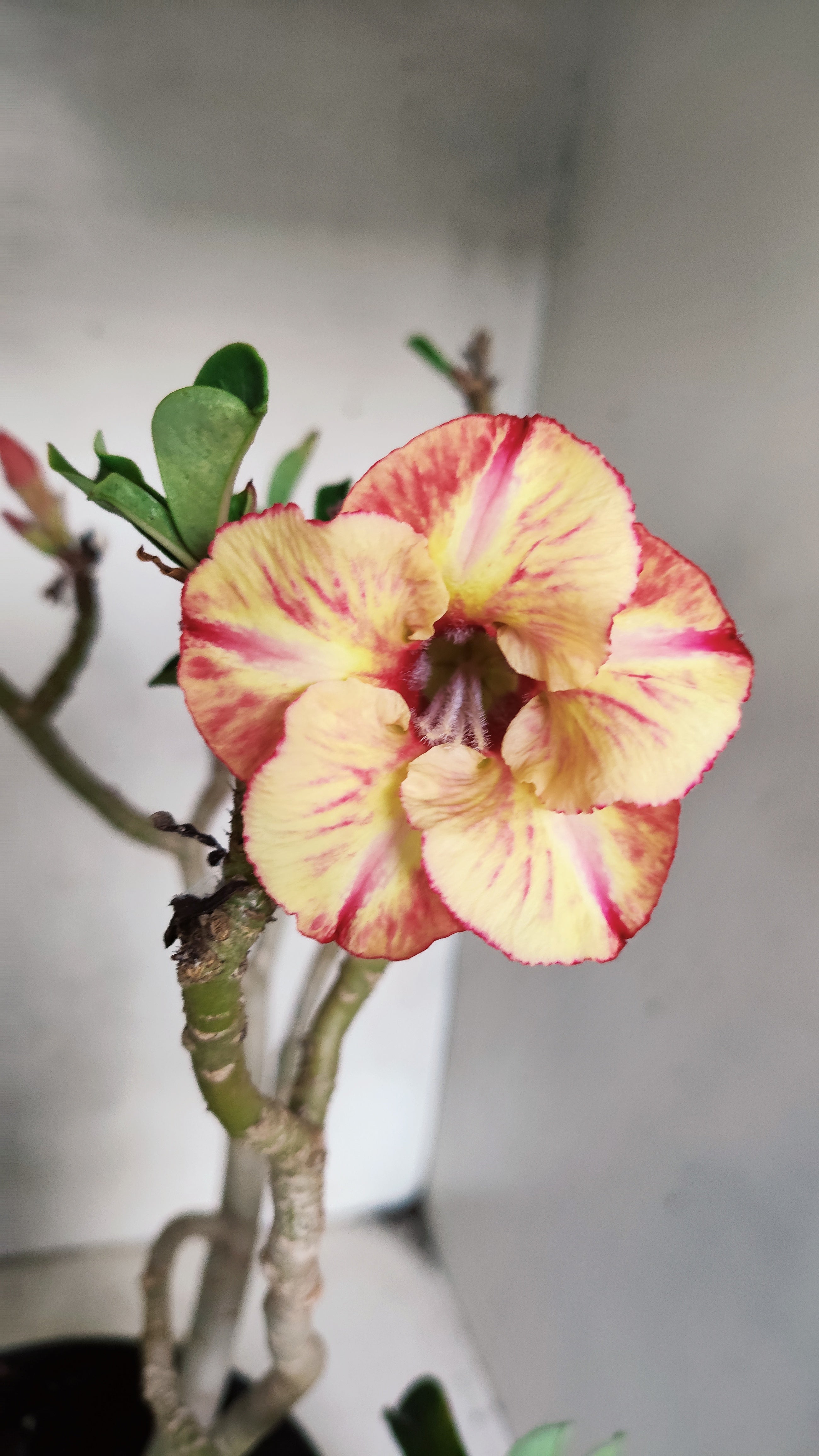 Planta Simples 3567  – 35cm – 03 anos