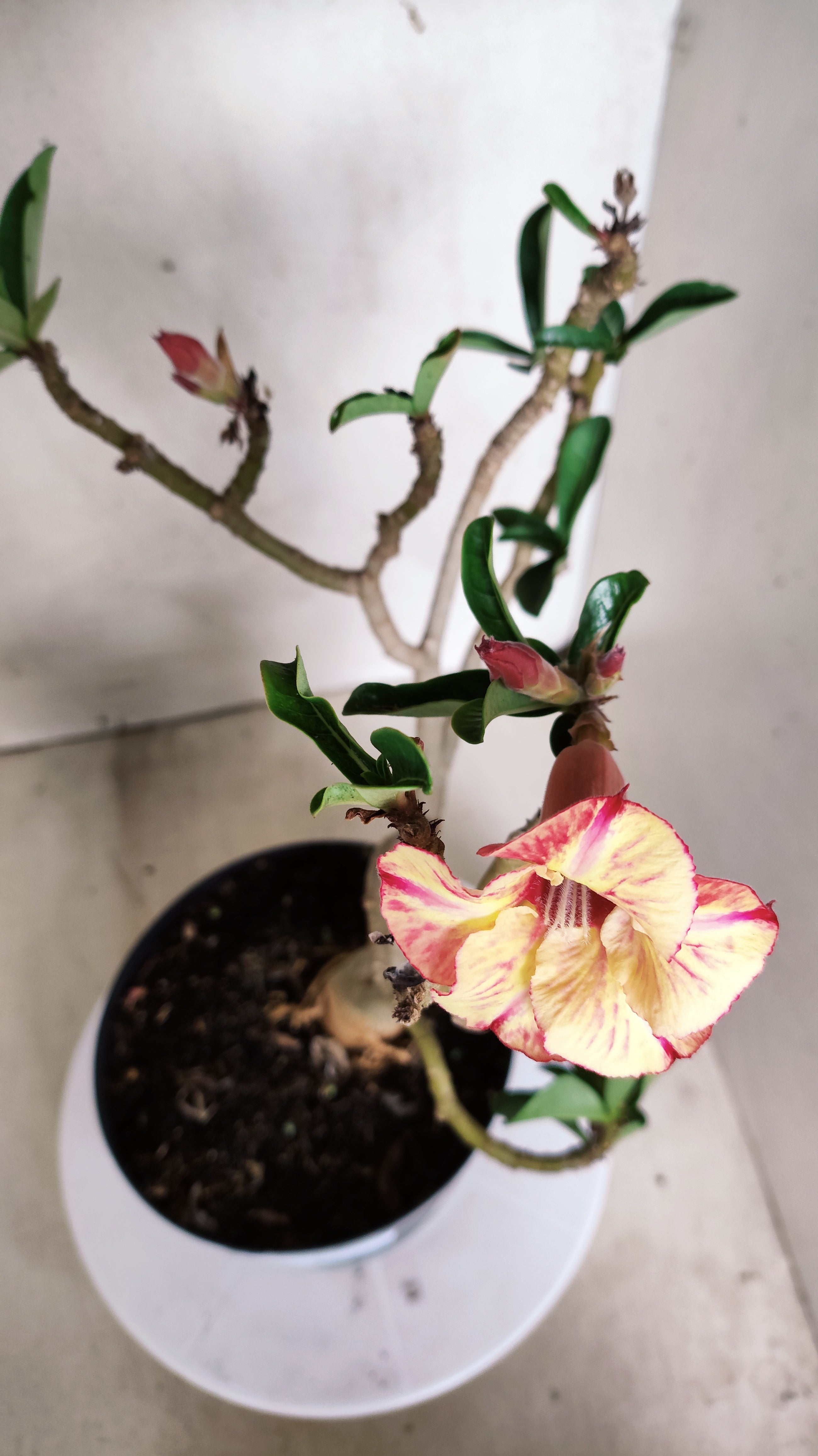 Planta Simples 3567  – 35cm – 03 anos