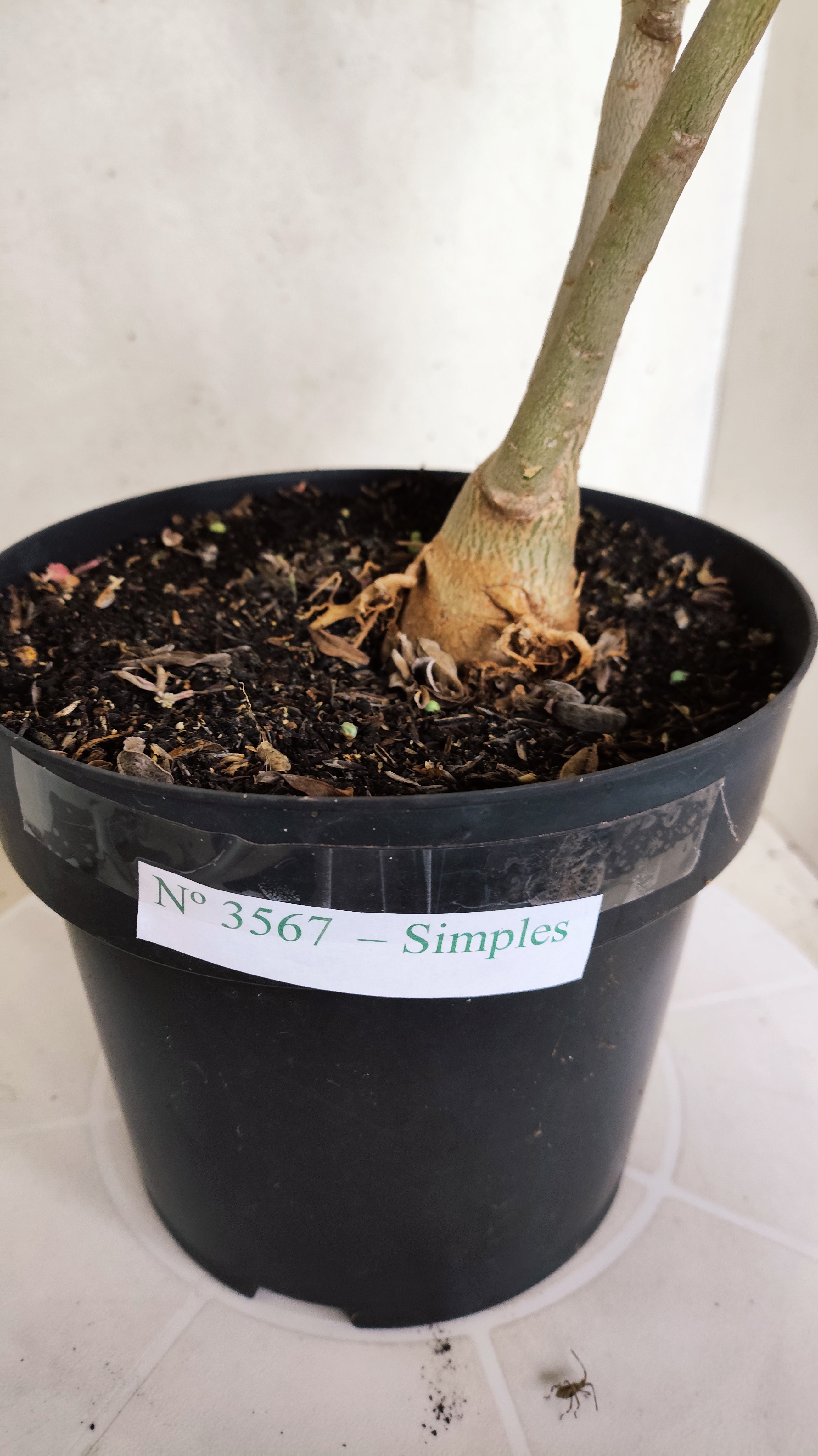 Planta Simples 3567  – 35cm – 03 anos
