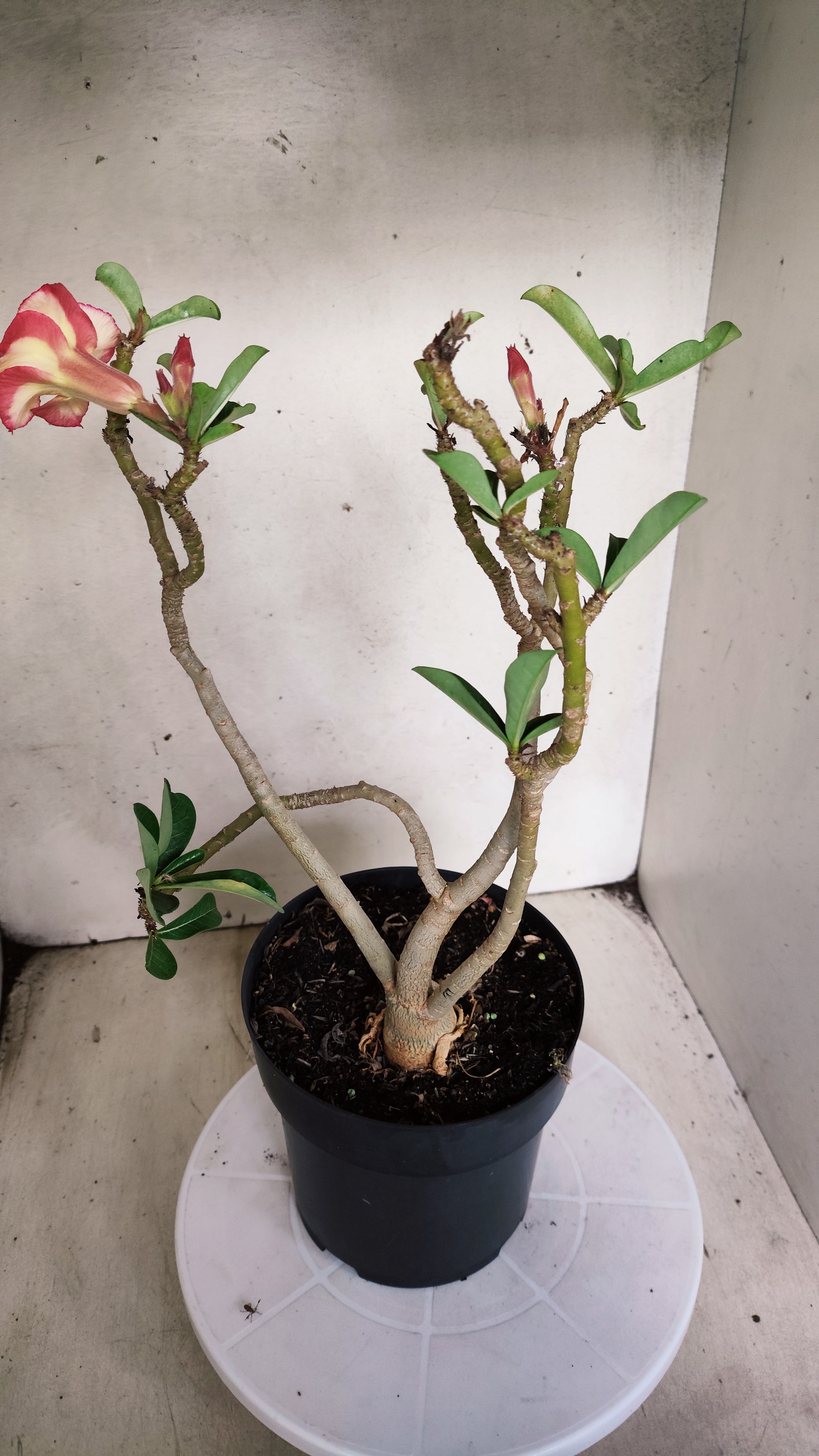 Planta Simples 3567  – 35cm – 03 anos