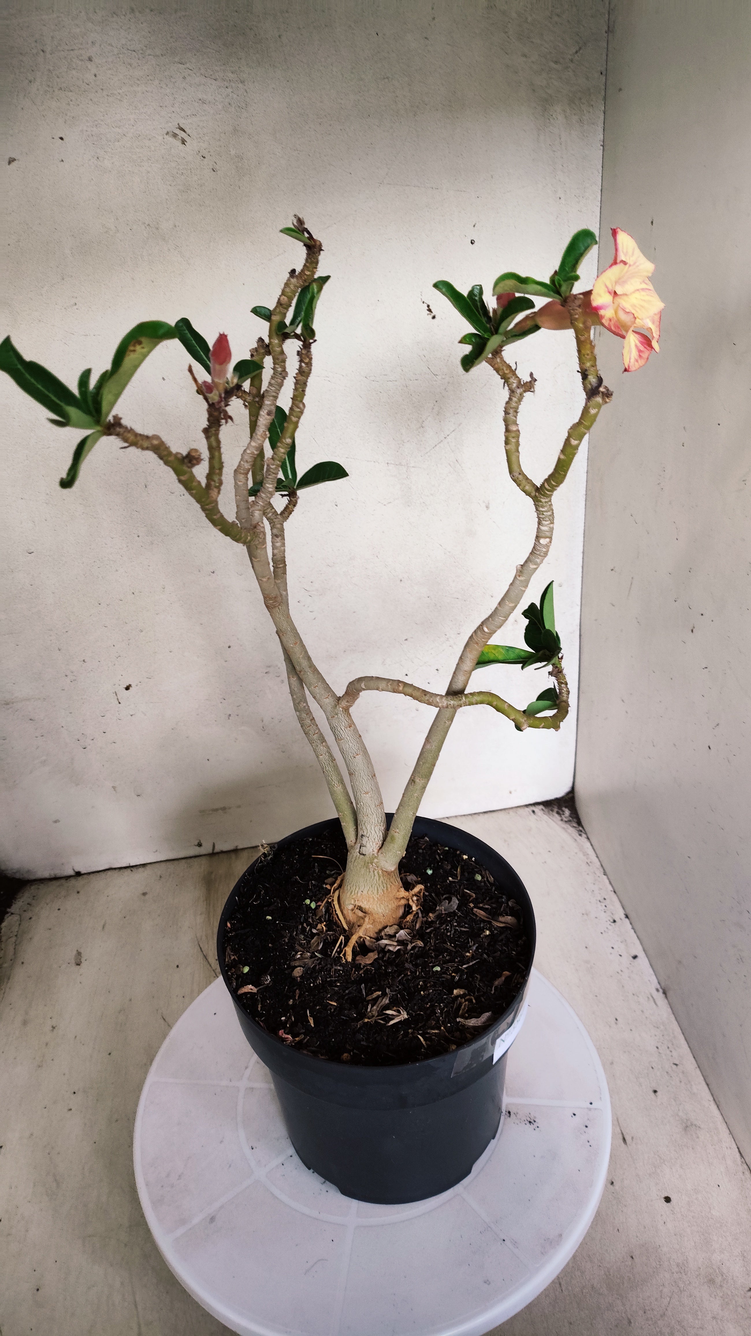 Planta Simples 3567  – 35cm – 03 anos
