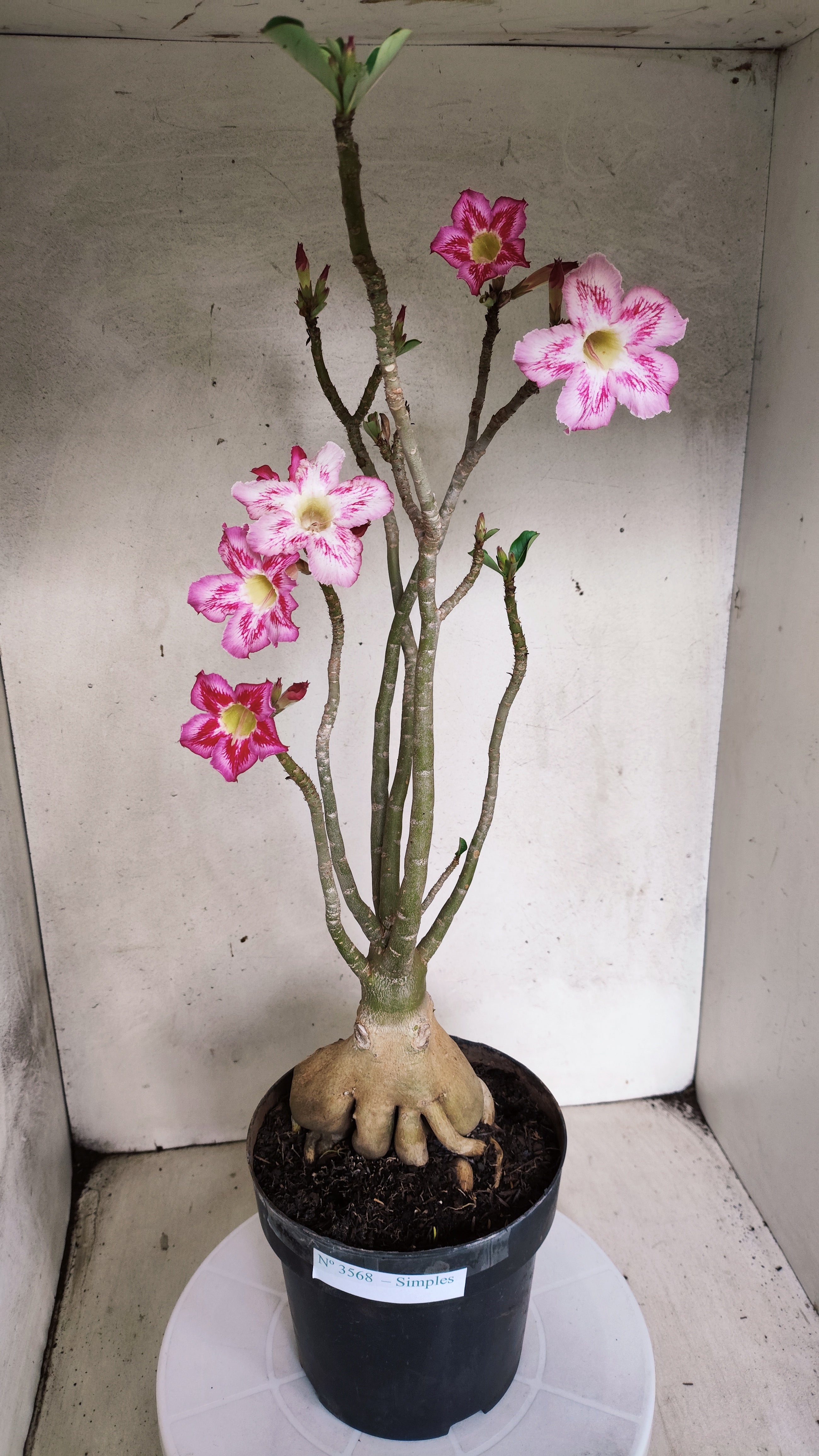 Planta Simples 3568  – 40cm – 04 anos