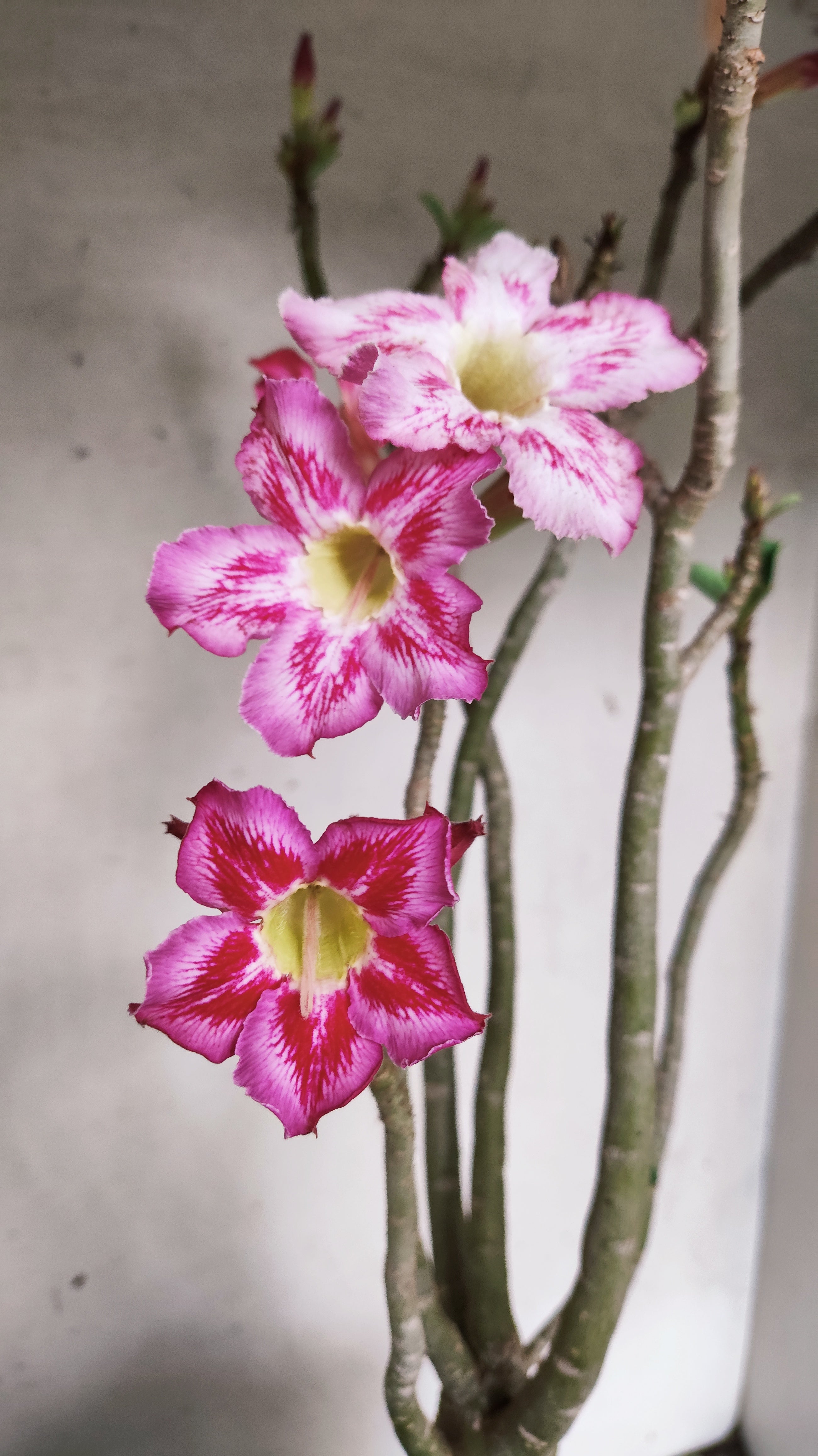 Planta Simples 3568  – 40cm – 04 anos