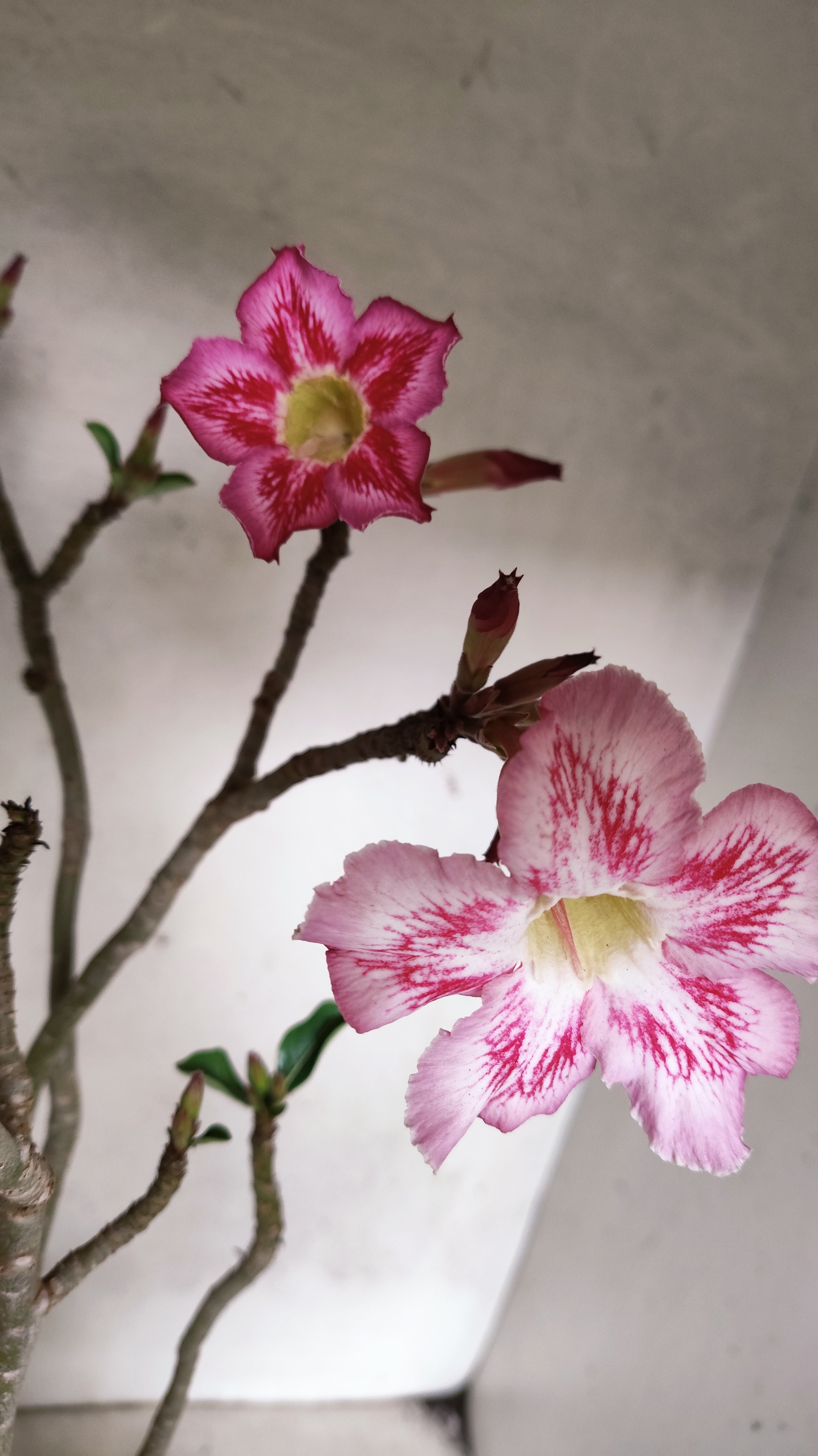 Planta Simples 3568  – 40cm – 04 anos
