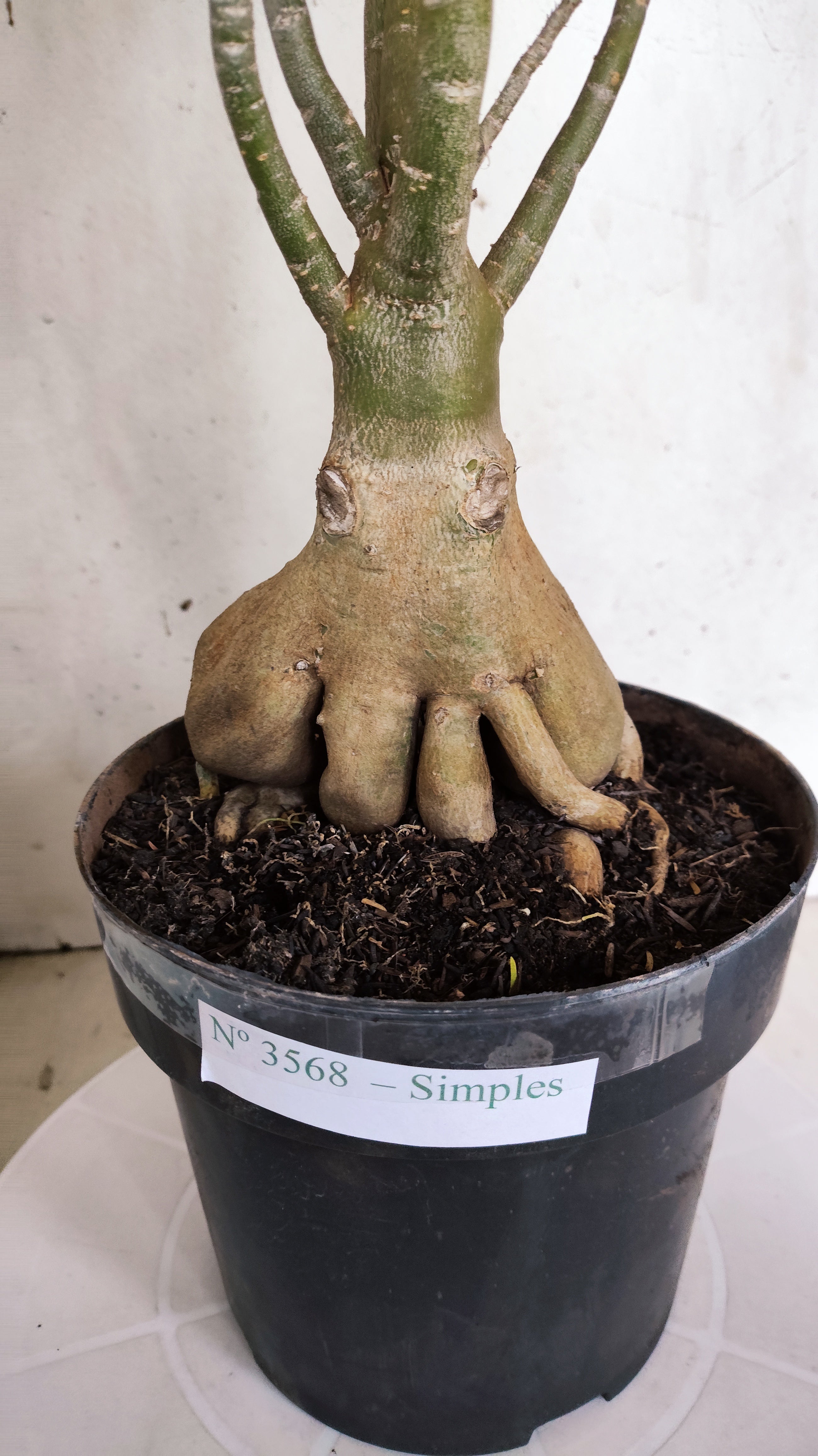 Planta Simples 3568  – 40cm – 04 anos
