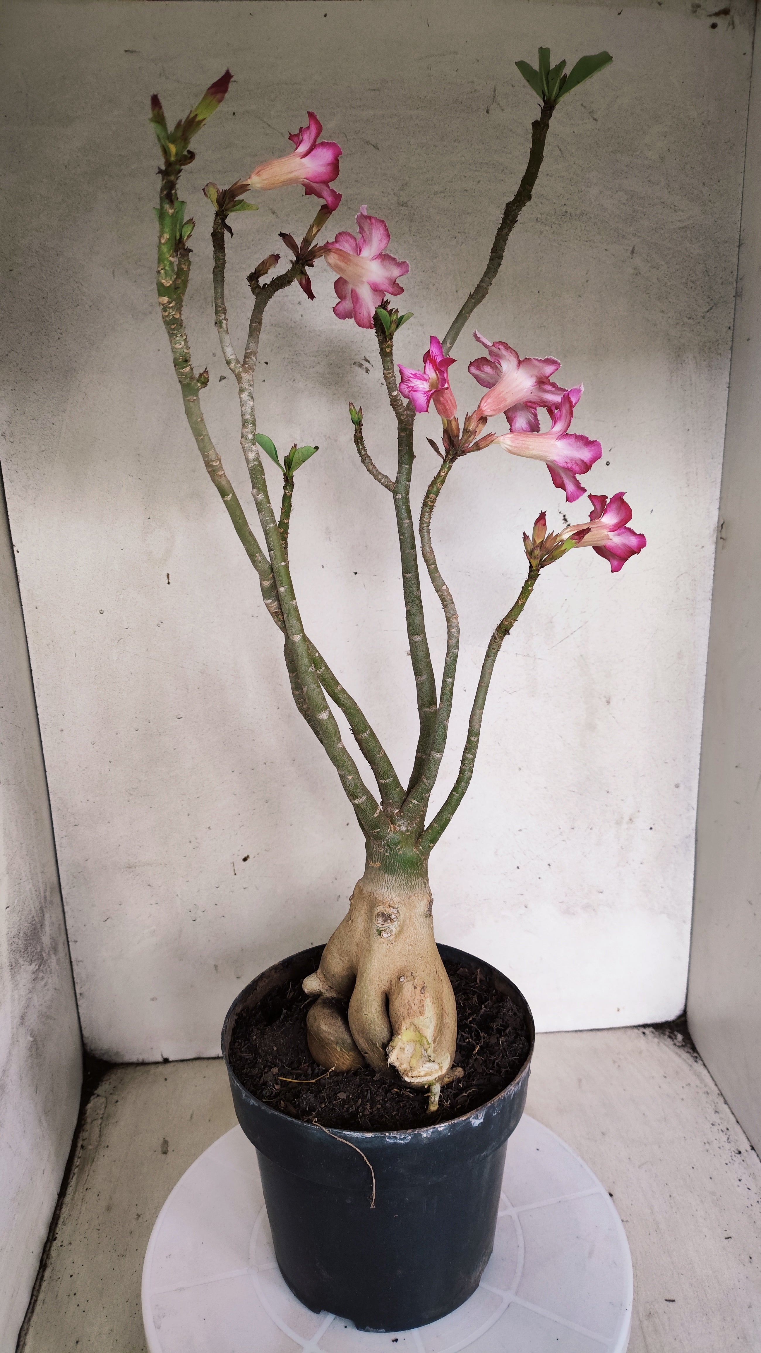 Planta Simples 3568  – 40cm – 04 anos