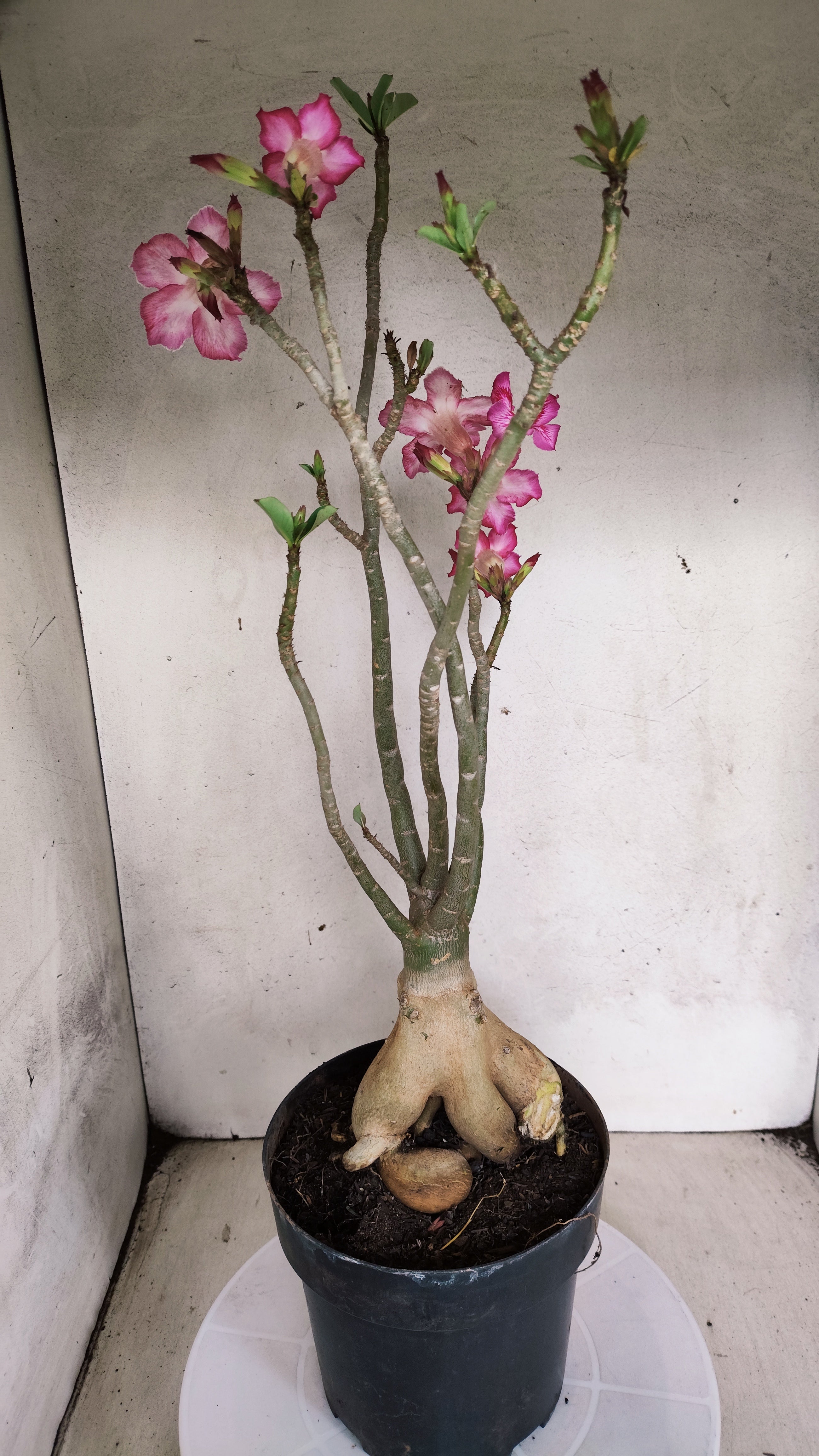 Planta Simples 3568  – 40cm – 04 anos