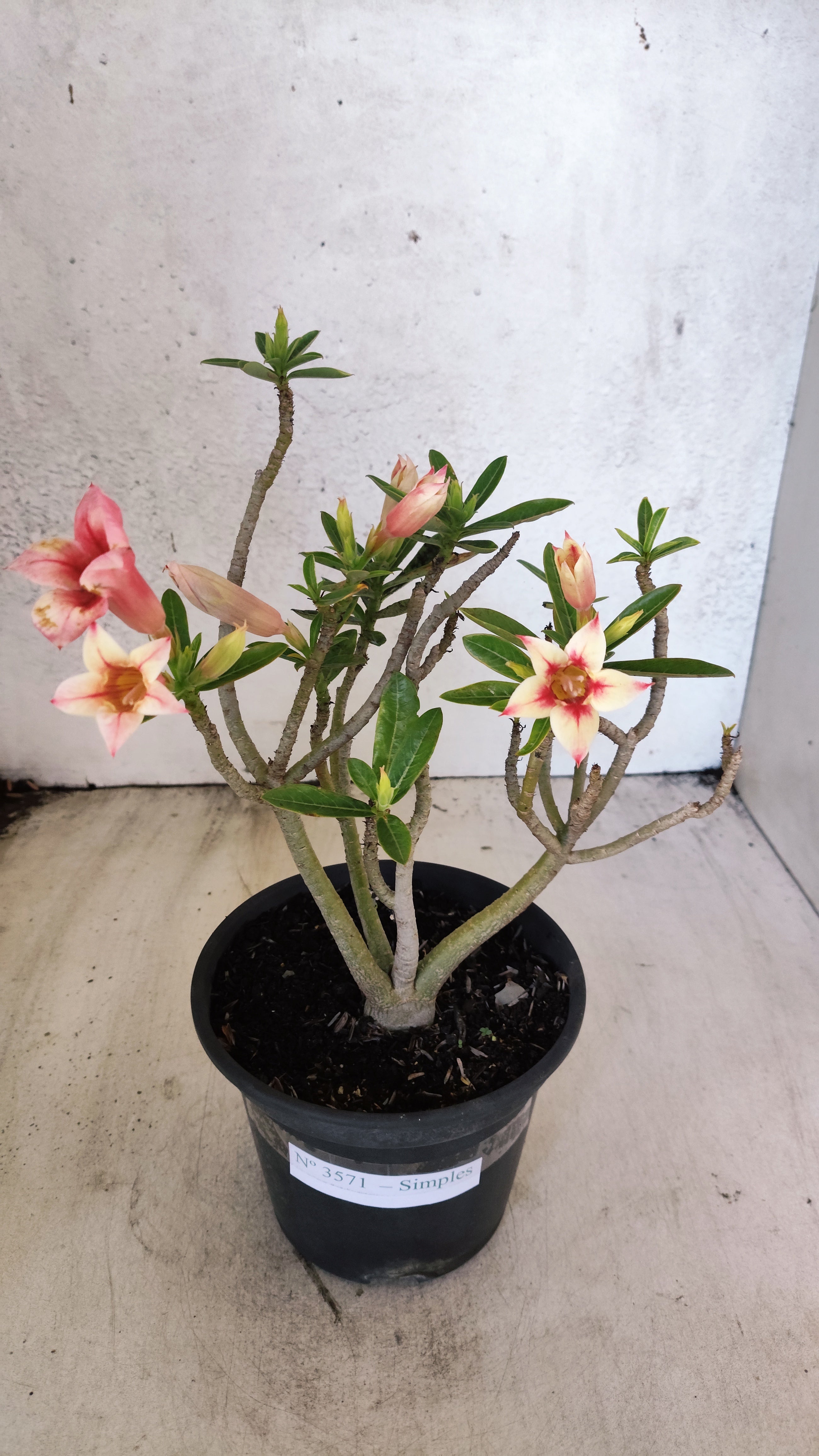 Planta Simples 3571 – 30cm – 02 anos